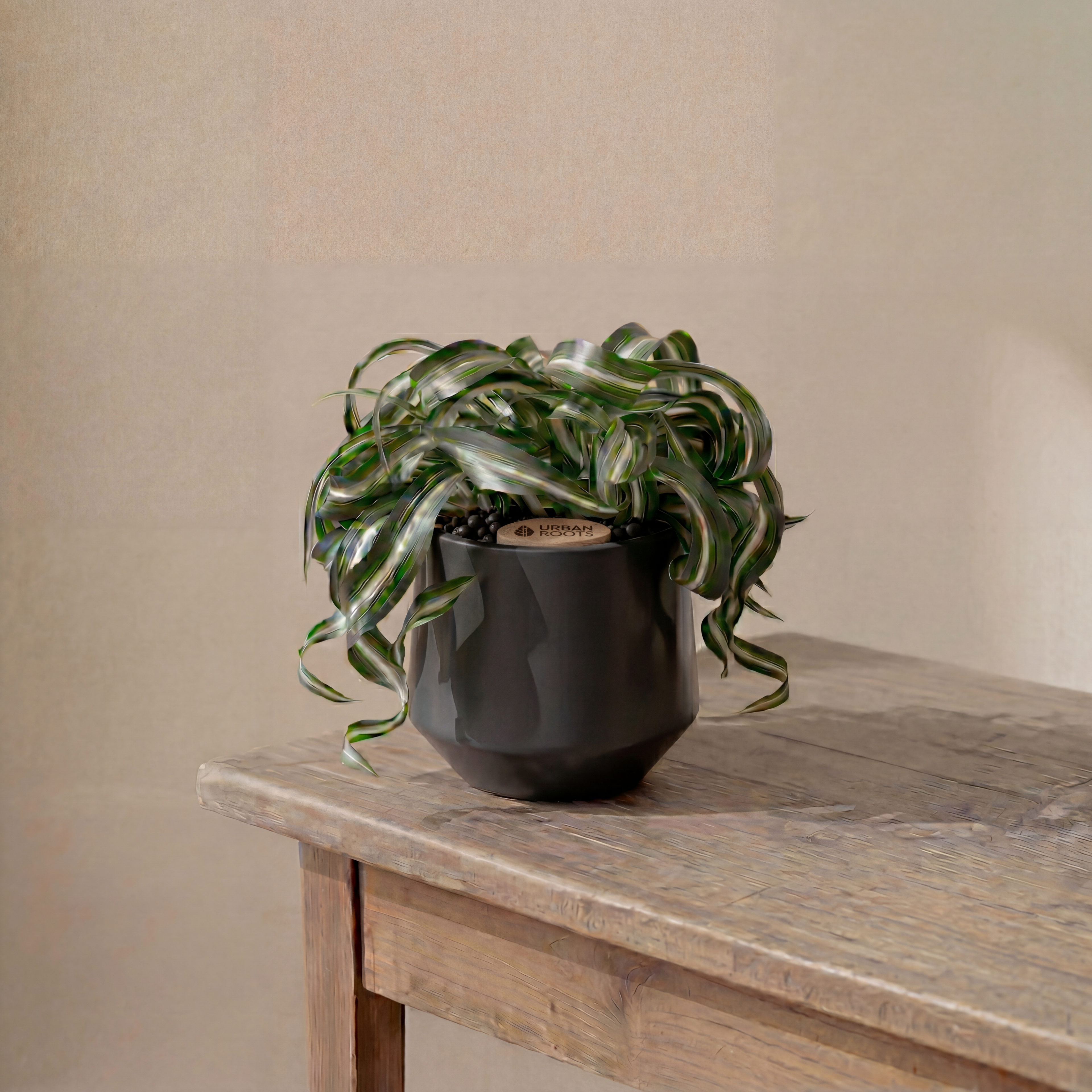 Bonnie Spider Plant in Toto pot (Chlorophytum comosum)