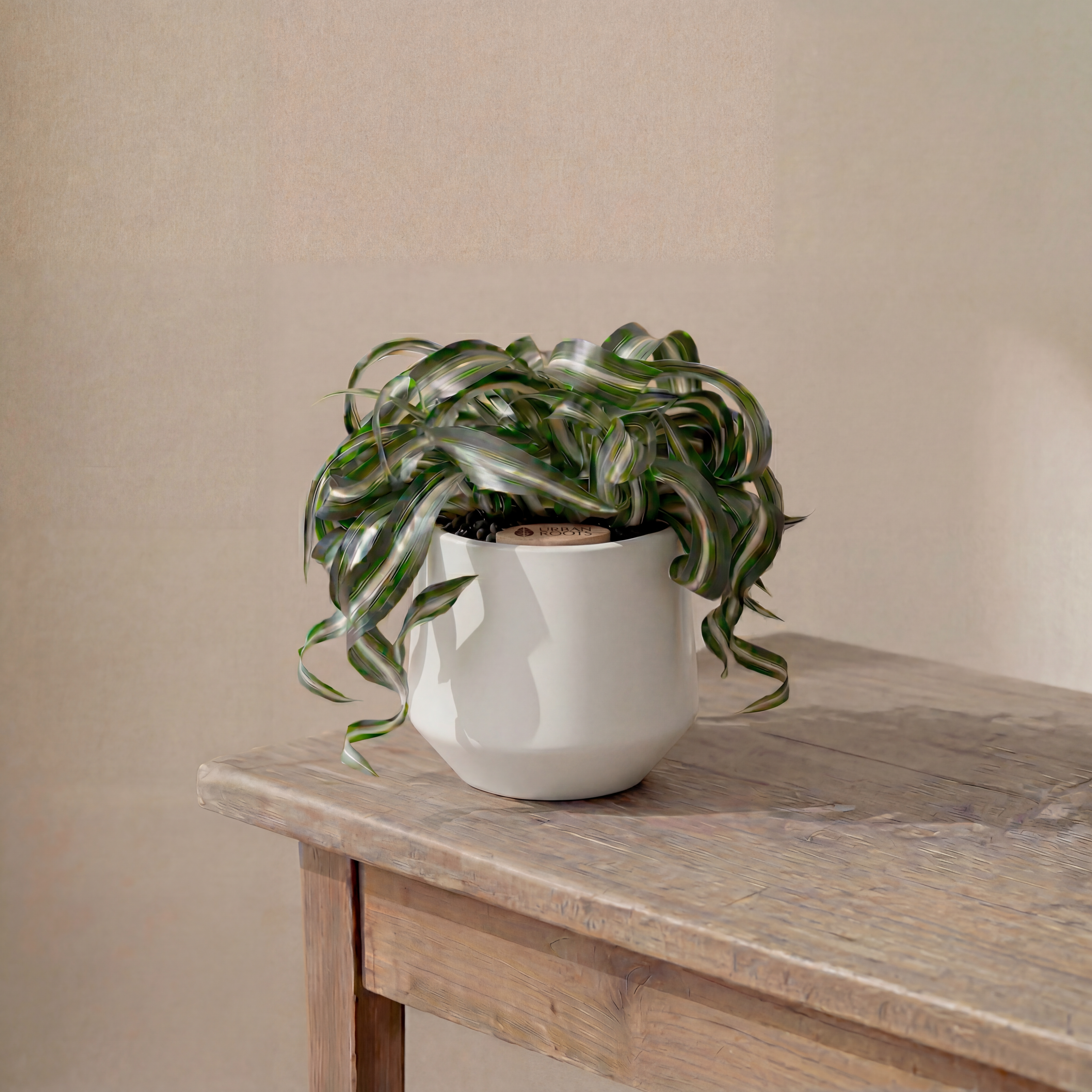 Bonnie Spider Plant in Toto pot (Chlorophytum comosum)