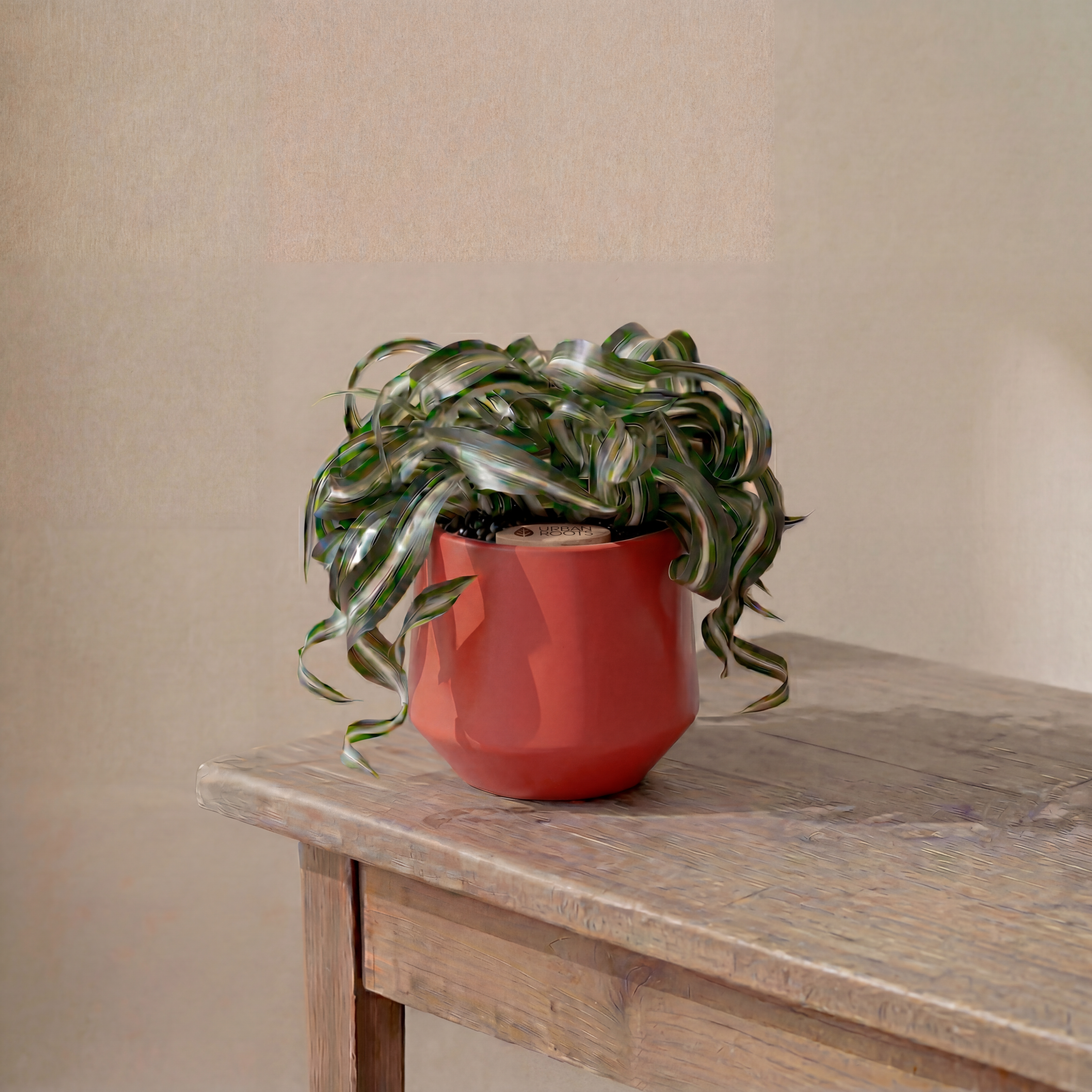 Bonnie Spider Plant in Toto pot (Chlorophytum comosum)