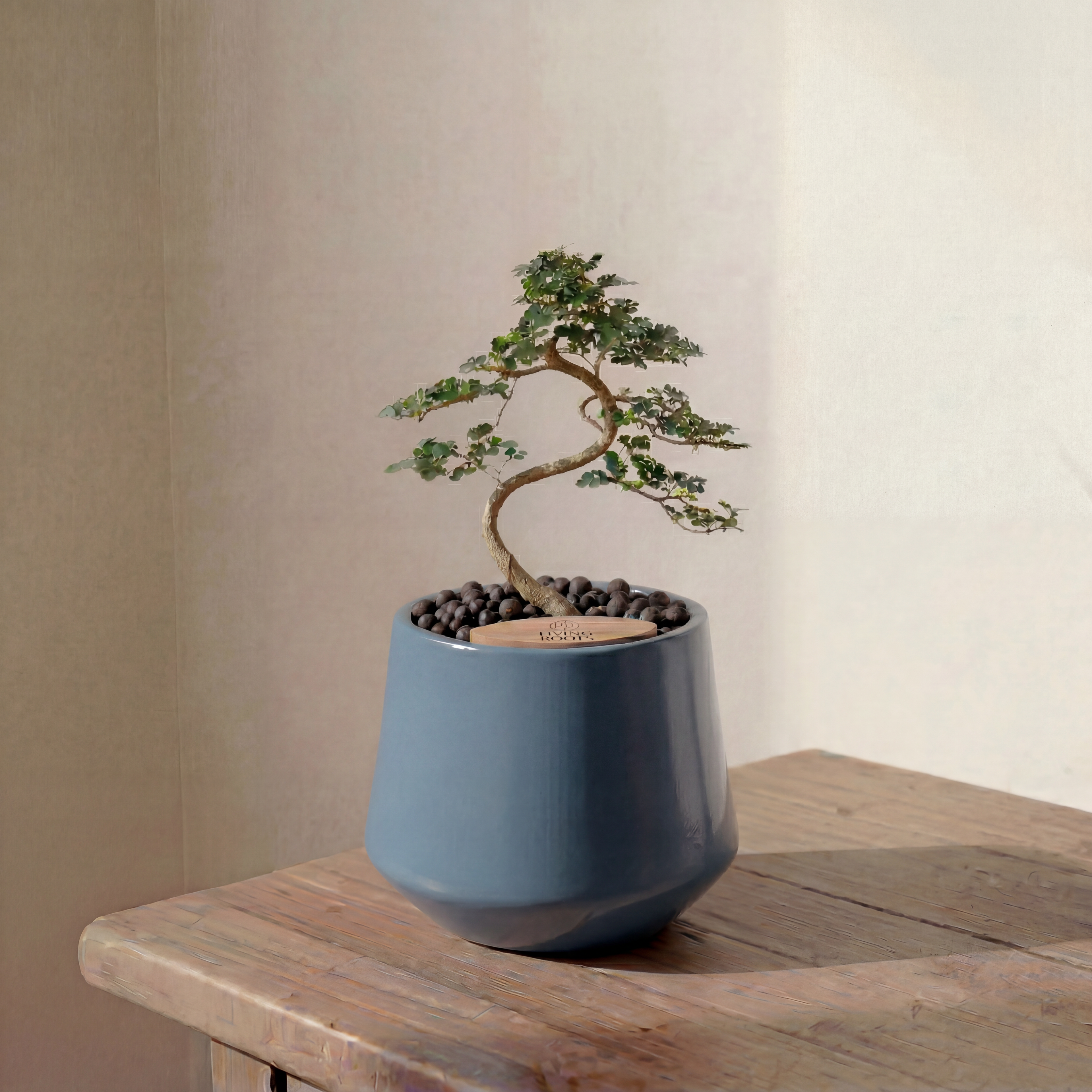Bonsai in Toto pot (Feroniea Lucida Bonsai)