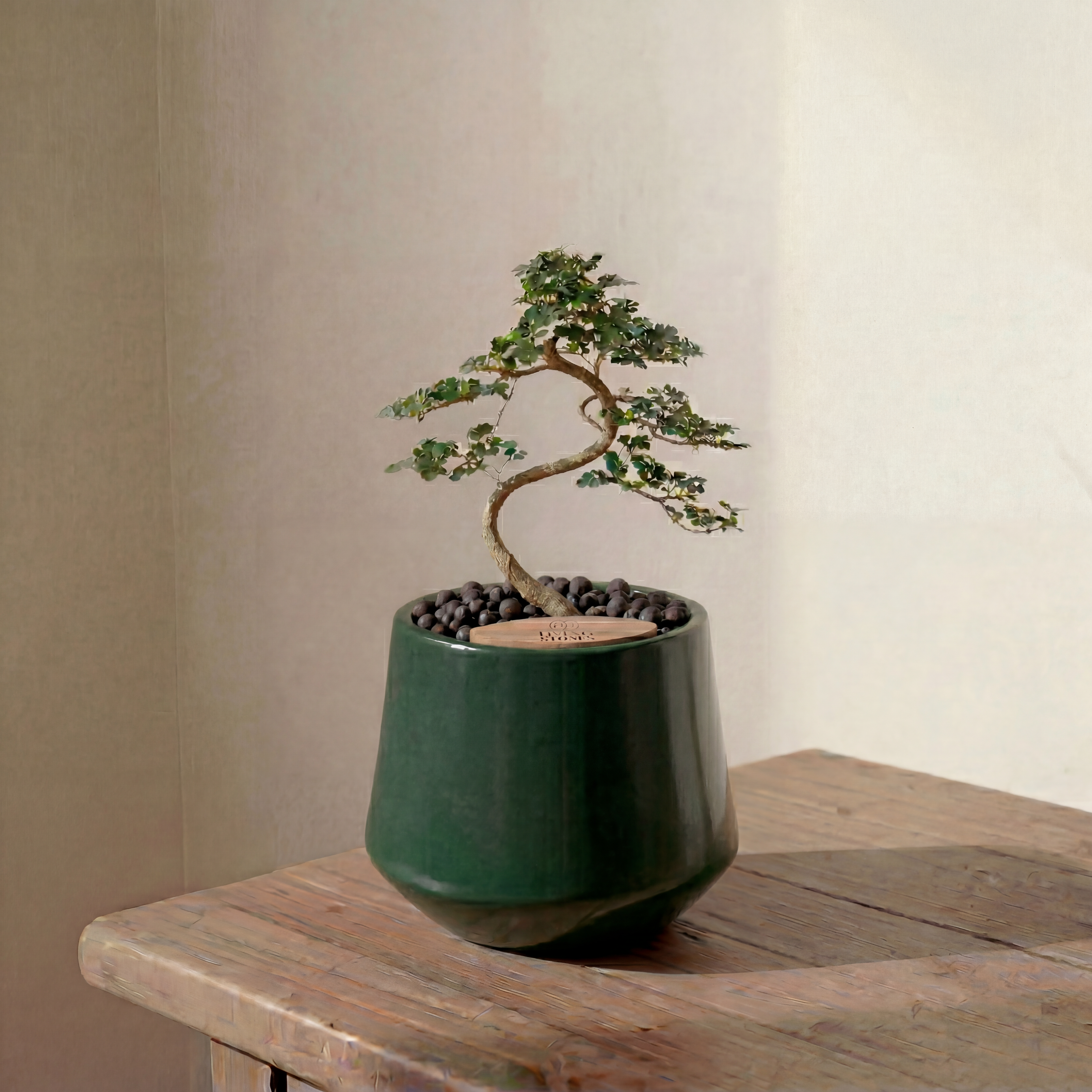 Bonsai in Toto pot (Feroniea Lucida Bonsai)