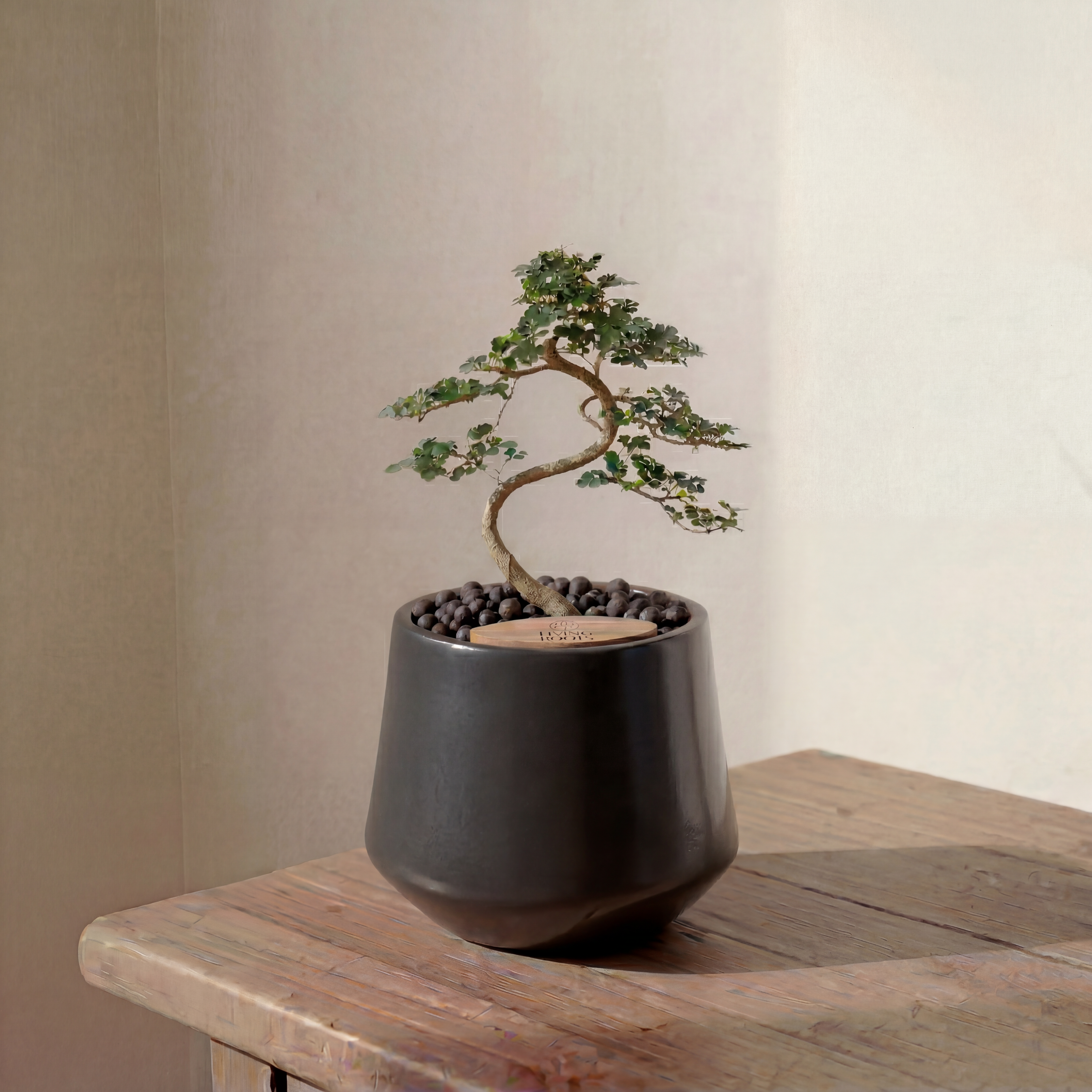 Bonsai in Toto pot (Feroniea Lucida Bonsai)