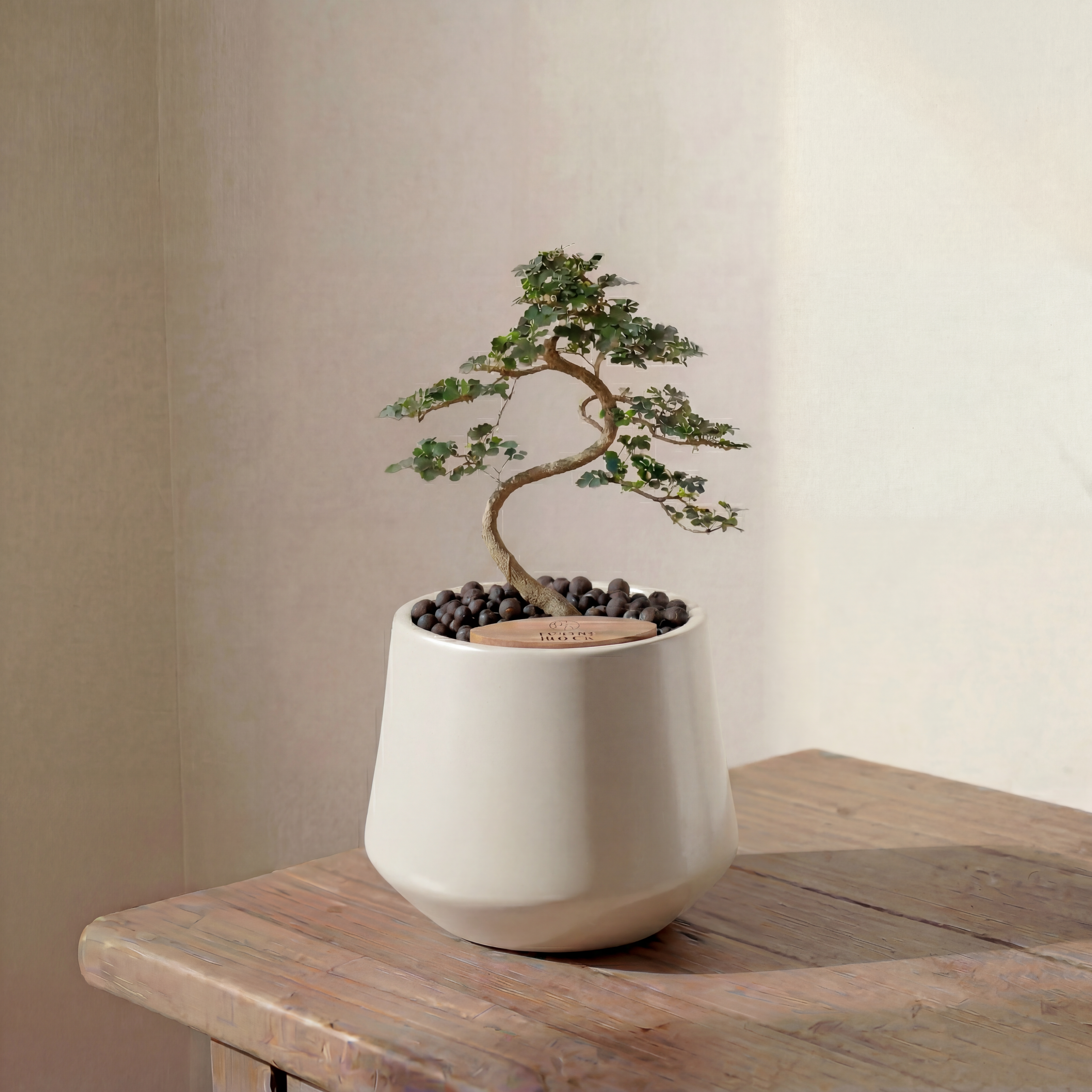 Bonsai in Toto pot (Feroniea Lucida Bonsai)