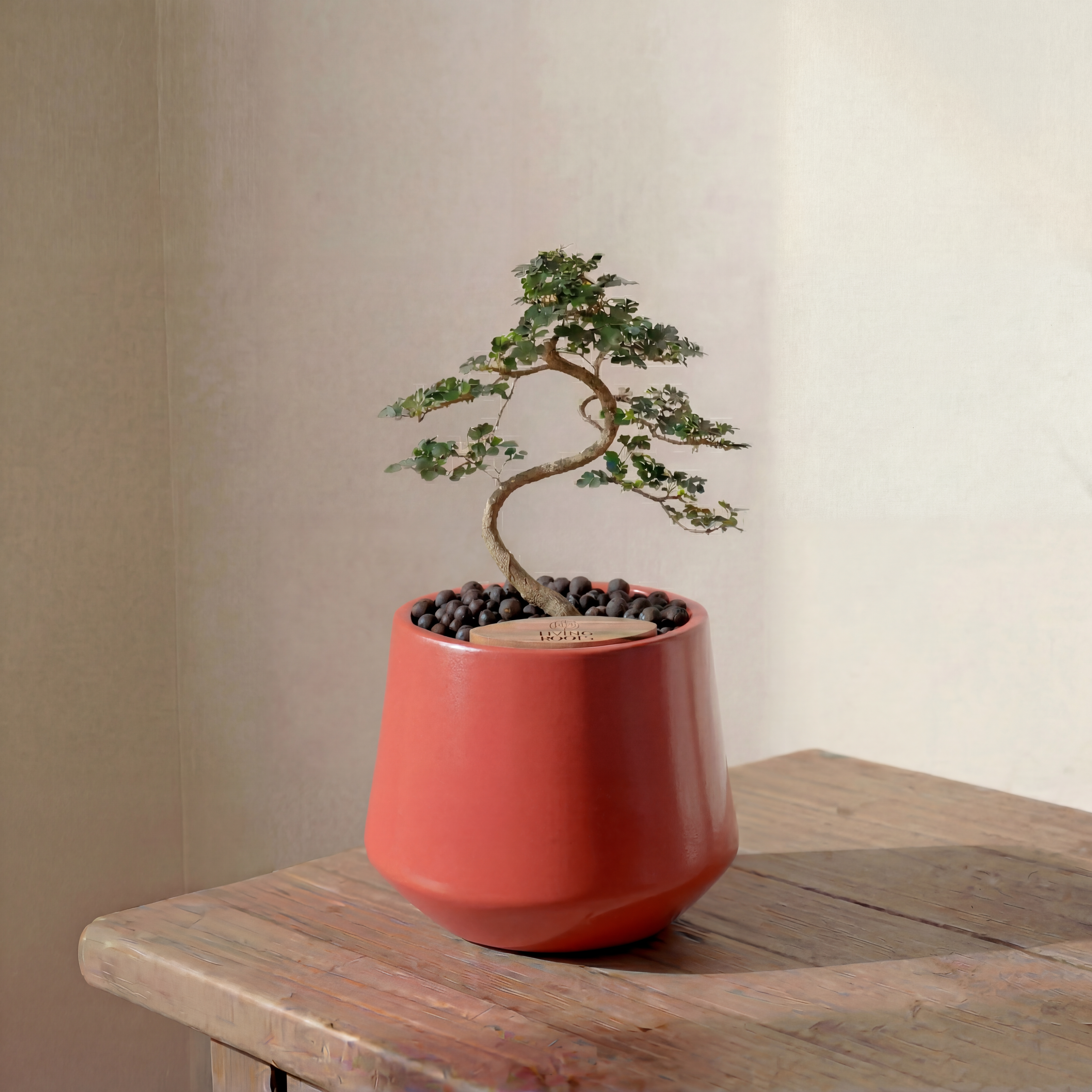 Bonsai in Toto pot (Feroniea Lucida Bonsai)
