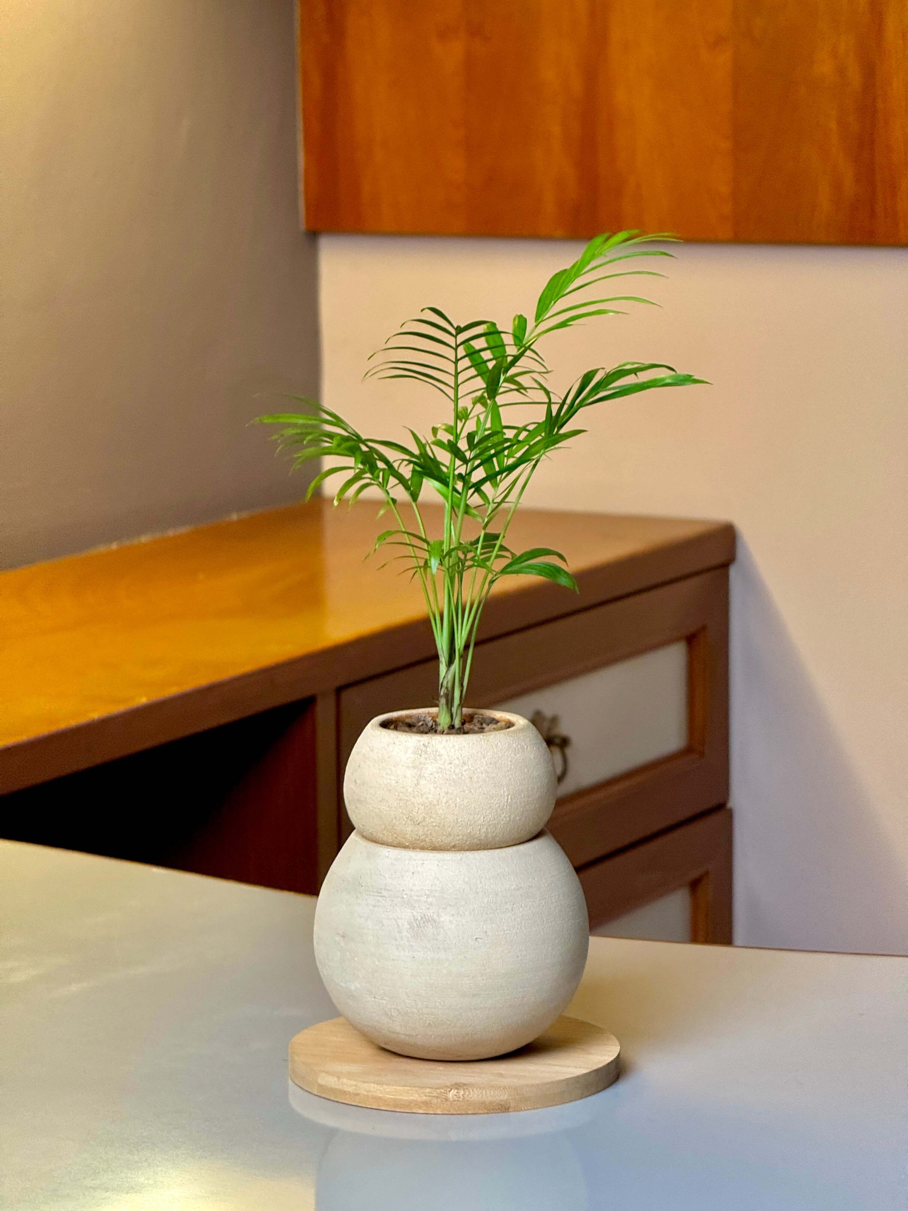 Tsuchi Planter