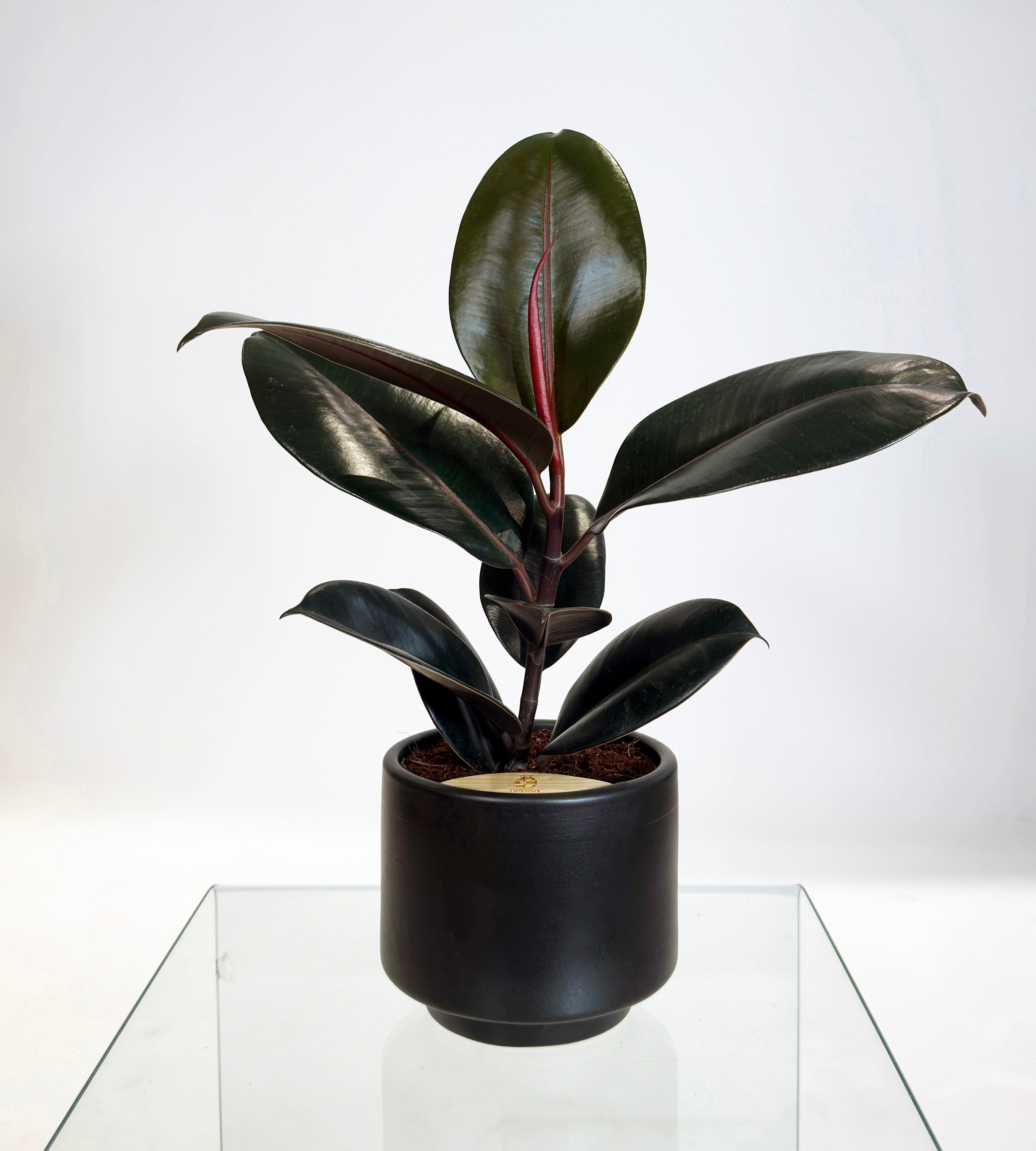 [PRE ORDER] Rubber Fig (Ficus Elastica) in handmade ceramic pot, a stylish self watering indoor plant.