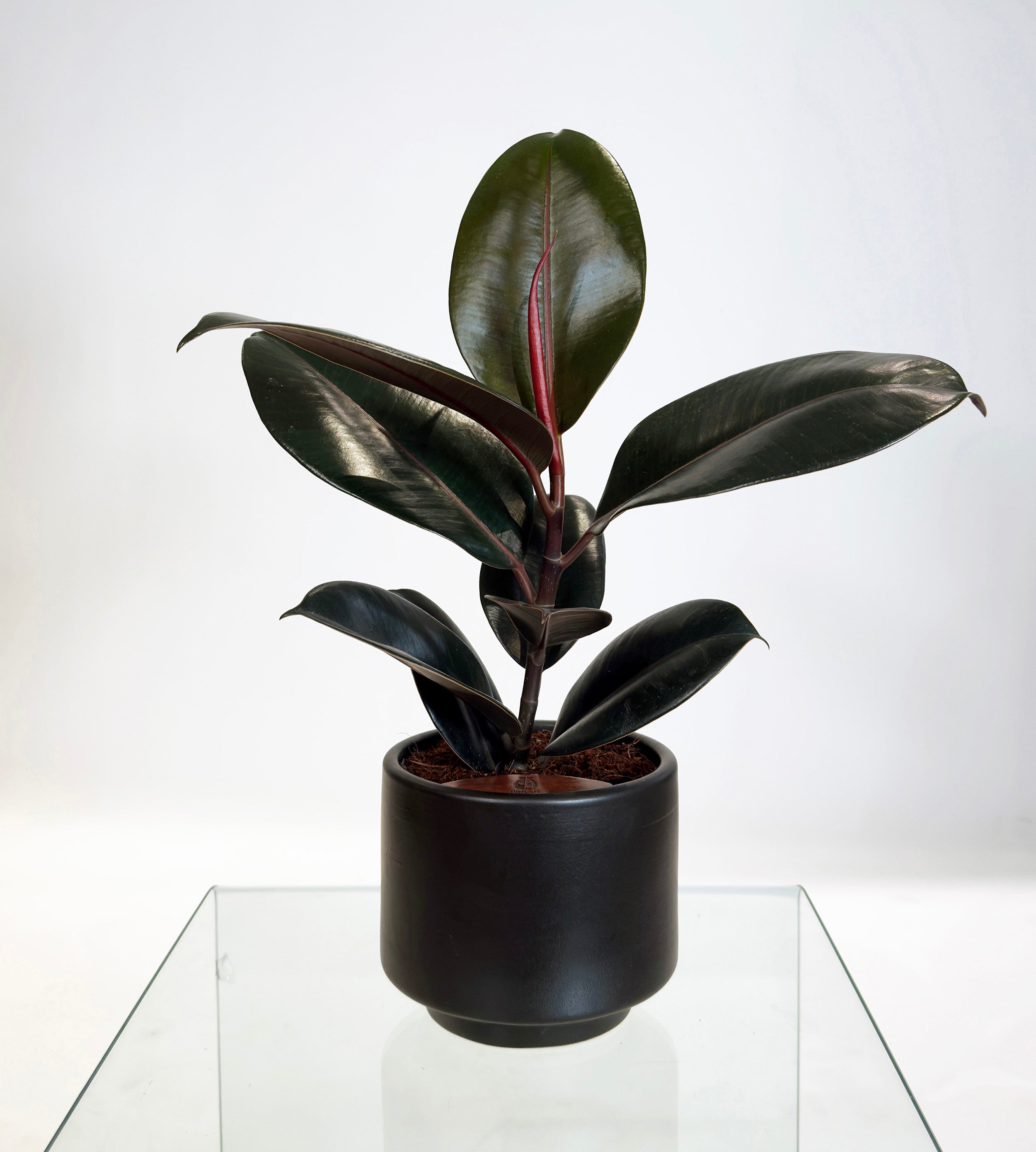 [PRE ORDER] Rubber Fig (Ficus Elastica) in handmade ceramic pot - a self watering indoor plant.