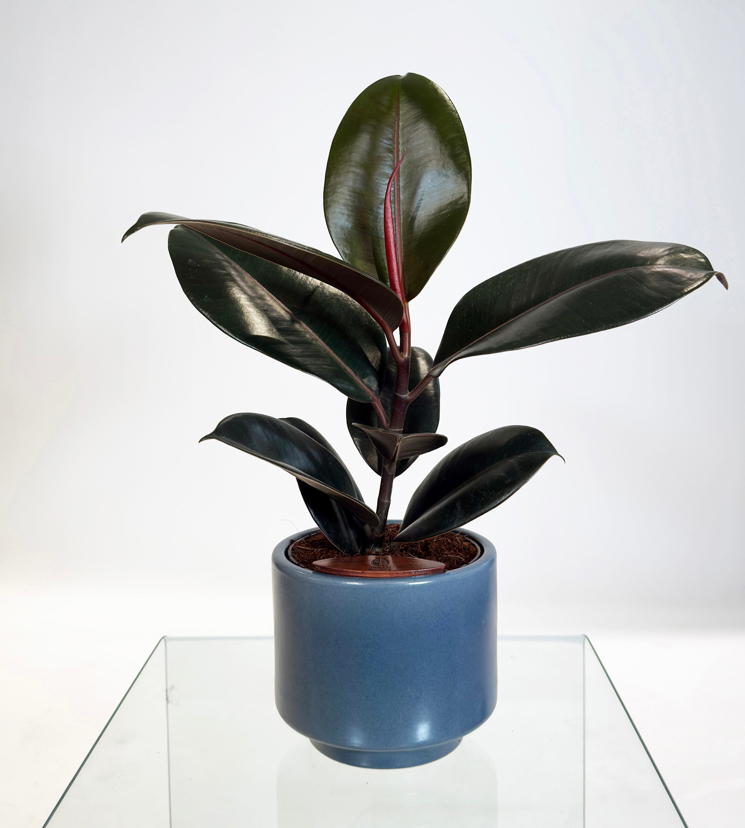 [PRE ORDER] Rubber Fig (Ficus Elastica) in handmade ceramic pot, self watering indoor plant with deep green glossy leaves.