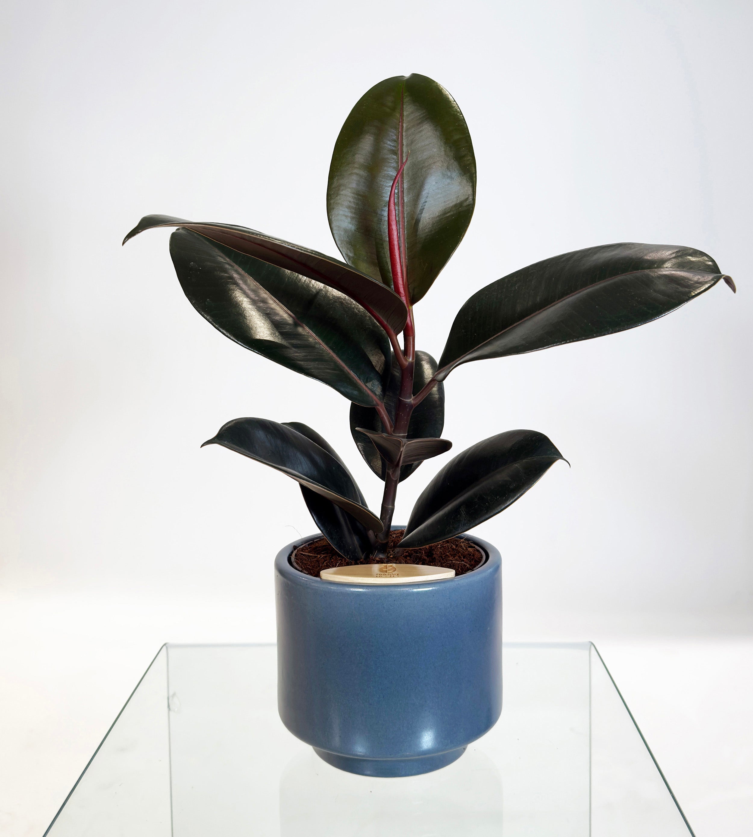 [PRE ORDER] Rubber Fig (Ficus Elastica) in a handmade ceramic pot, with deep green leaves and glossy finish.