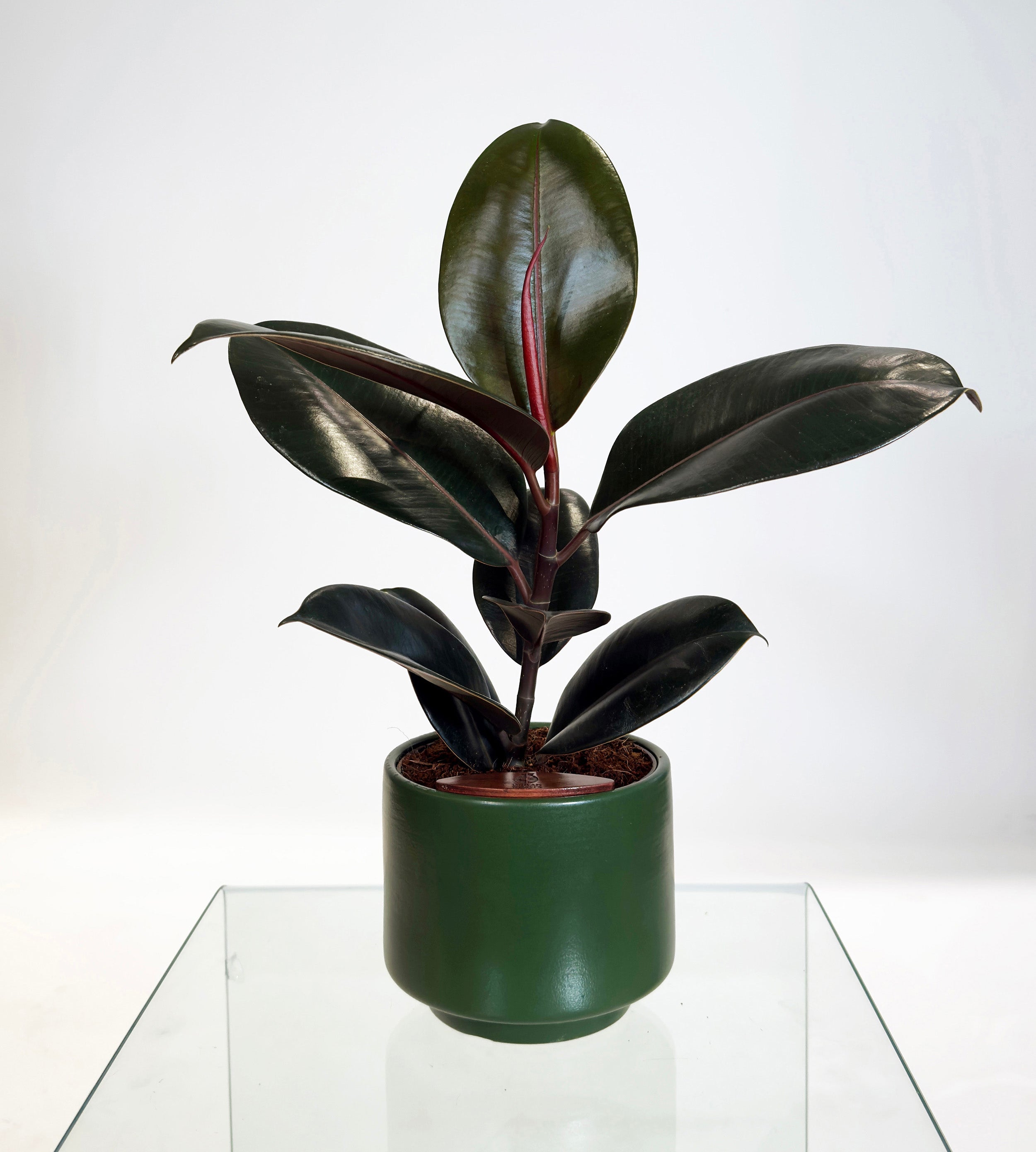 [PRE ORDER] Rubber Fig (Ficus Elastica) in a handmade ceramic pot, showcasing deep green glossy leaves.