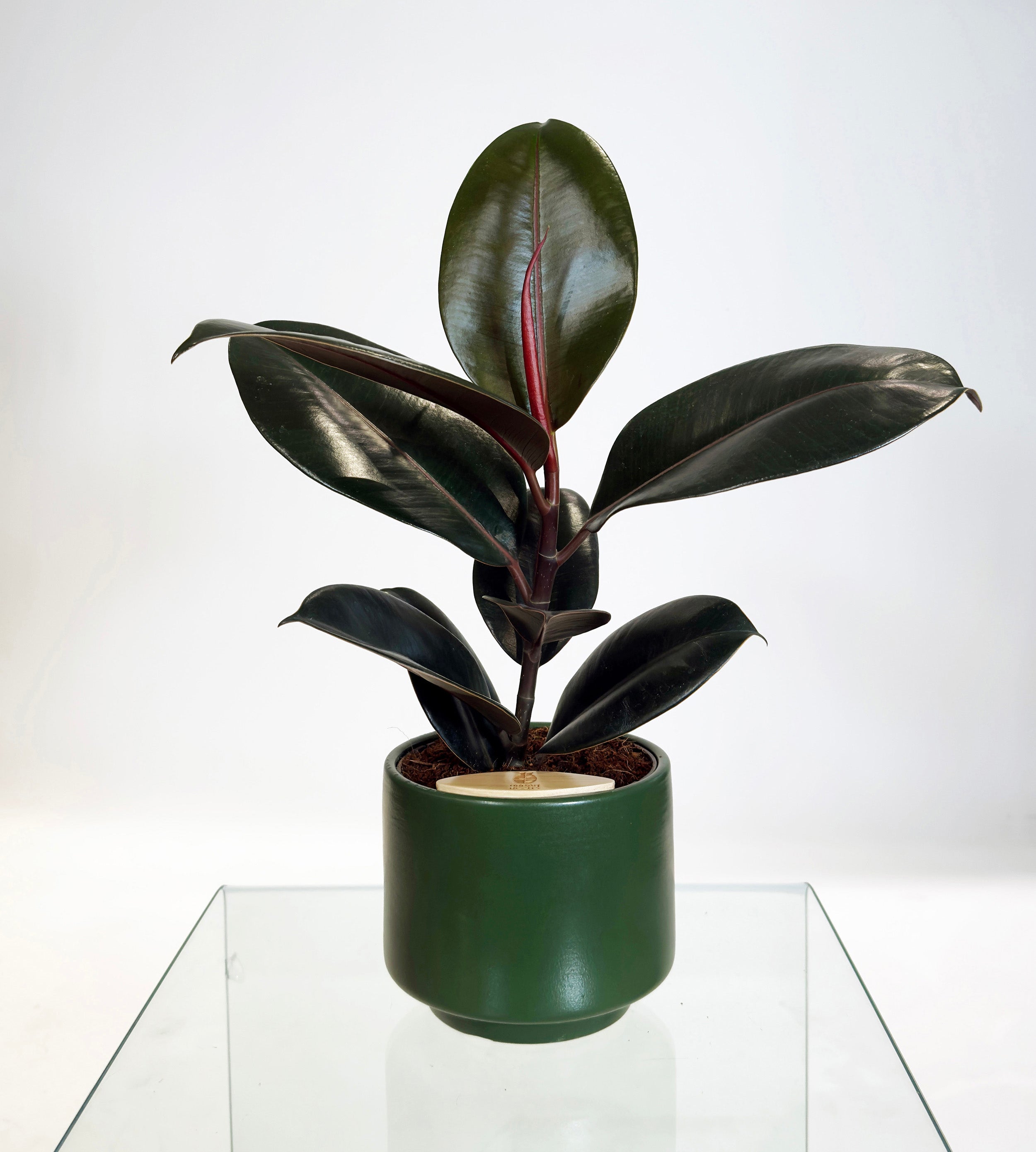 [PRE ORDER] Rubber Fig (Ficus Elastica) in handmade ceramic pot, showcasing deep green leaves and ultra-glossy finish.