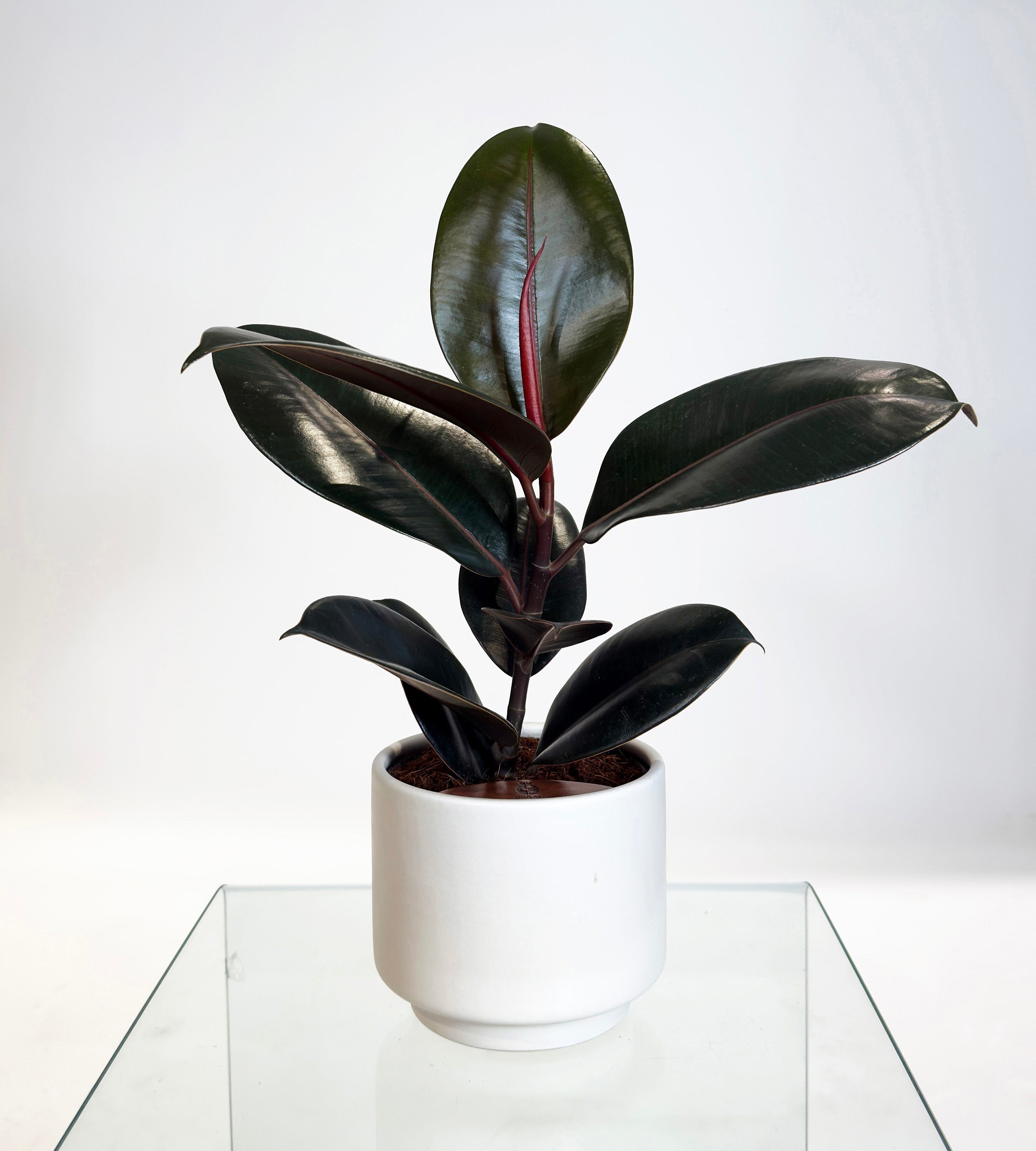 [PRE ORDER] Rubber Fig (Ficus Elastica) in a handmade ceramic pot, showcasing deep green ultra-glossy leaves.