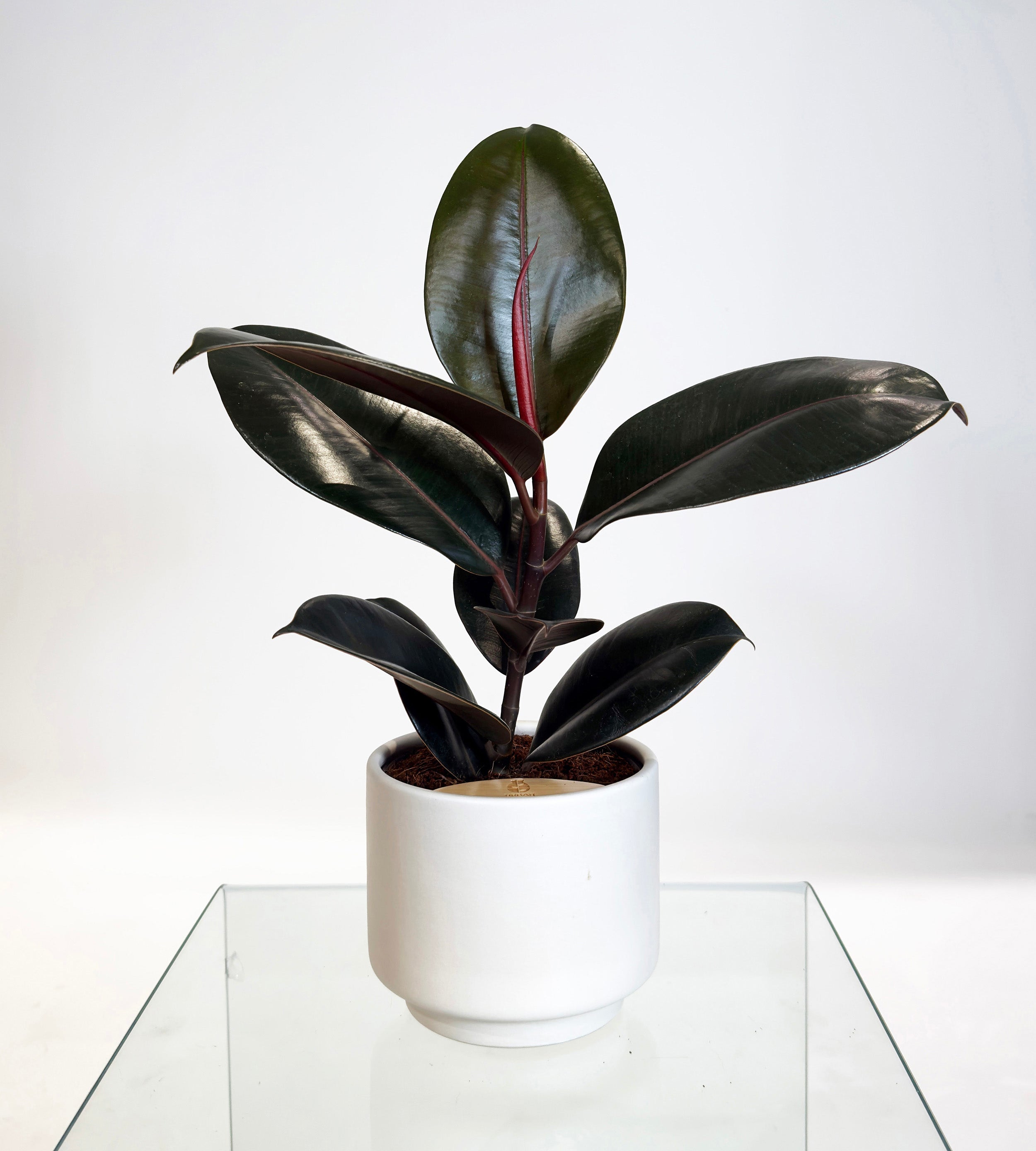 [PRE ORDER] Rubber Fig (Ficus Elastica) in handmade ceramic pot, self watering indoor plant with deep green glossy leaves.