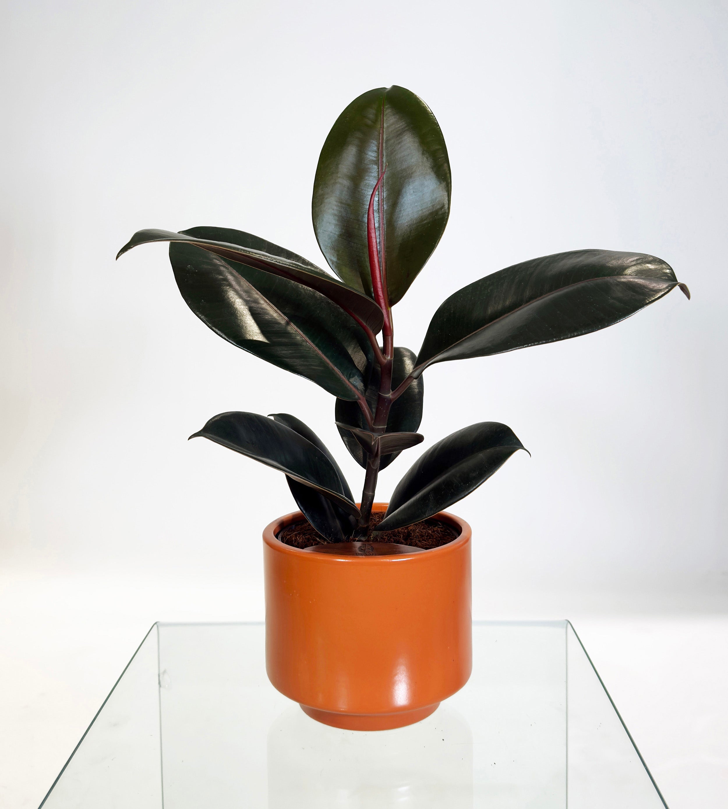 [PRE ORDER] Rubber Fig (Ficus Elastica) in handmade ceramic pot, ideal self watering indoor plant.