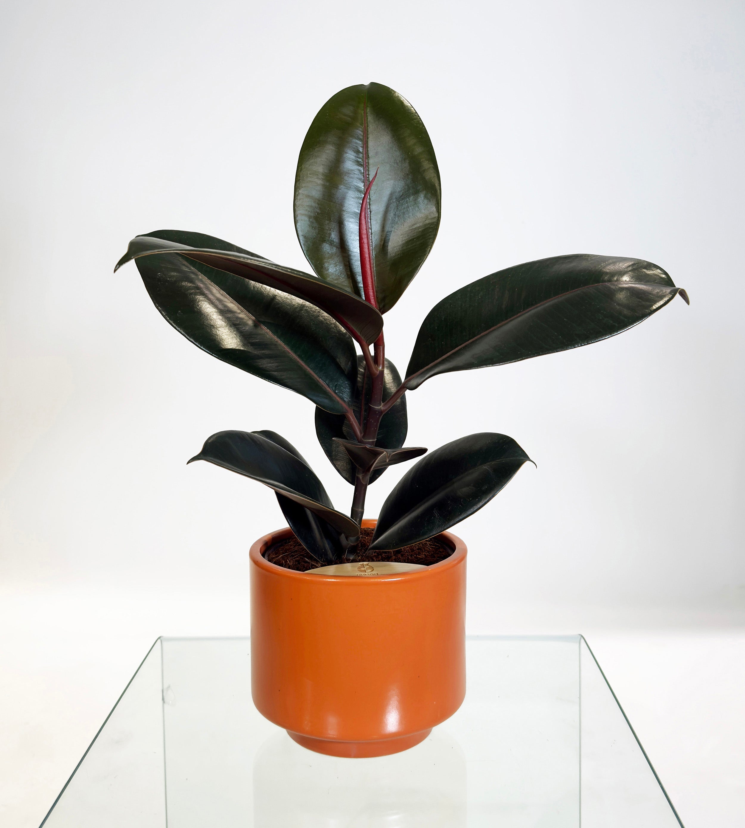 PRE ORDER Rubber Fig (Ficus Elastica) in handmade ceramic pot, self watering indoor plant with deep green glossy leaves.