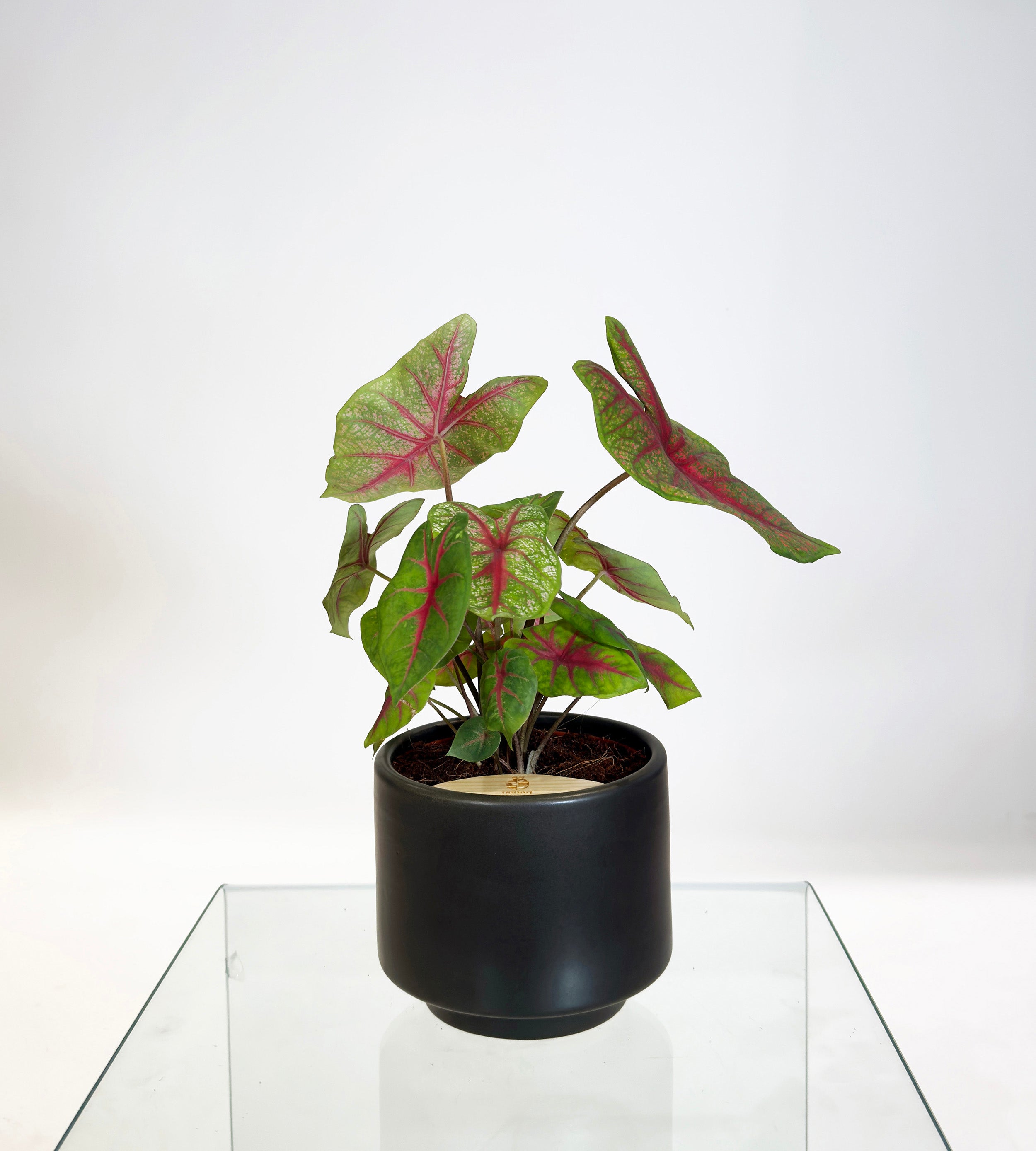 [PRE ORDER] Caladium Bicolor in a handmade ceramic pot, showcasing vibrant heart-shaped leaves and self watering design.