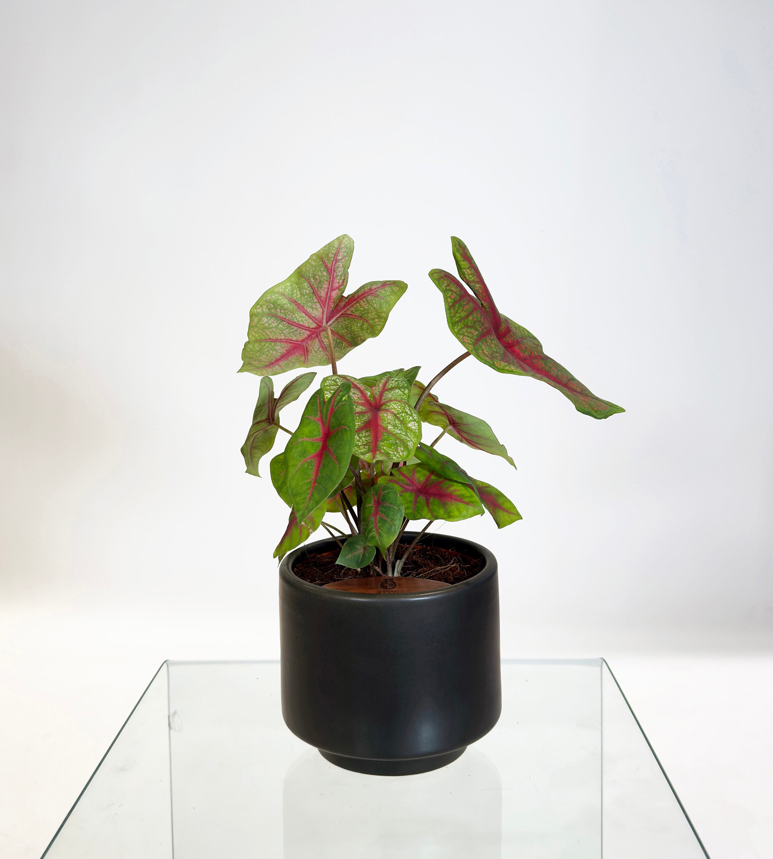 [PRE ORDER] Caladium Bicolor in a handmade ceramic pot, vibrant self watering indoor plant with colorful leaves.