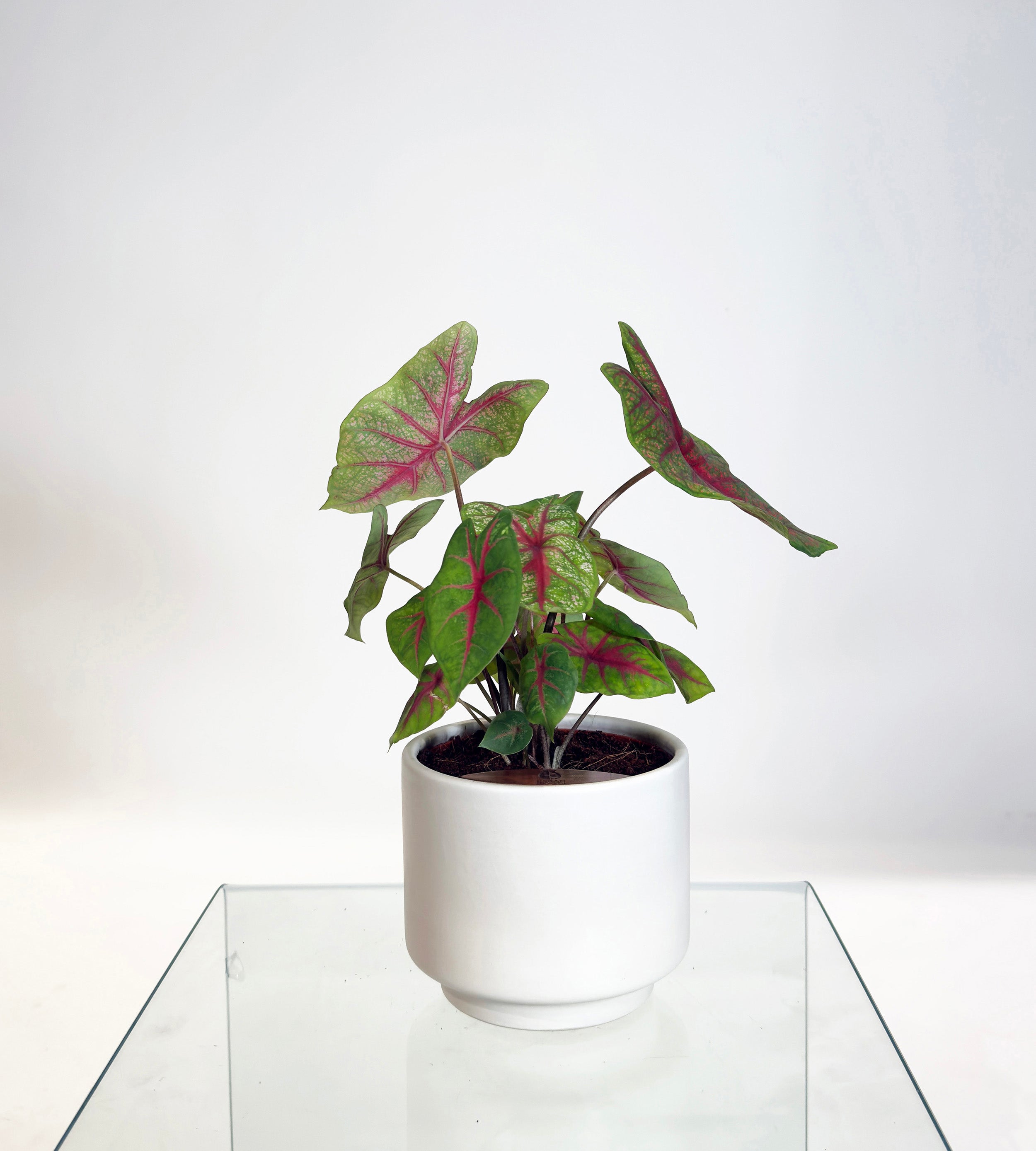 [PRE ORDER] Caladium Bicolor in a handmade ceramic pot, a self watering indoor plant with vibrant heart-shaped leaves.