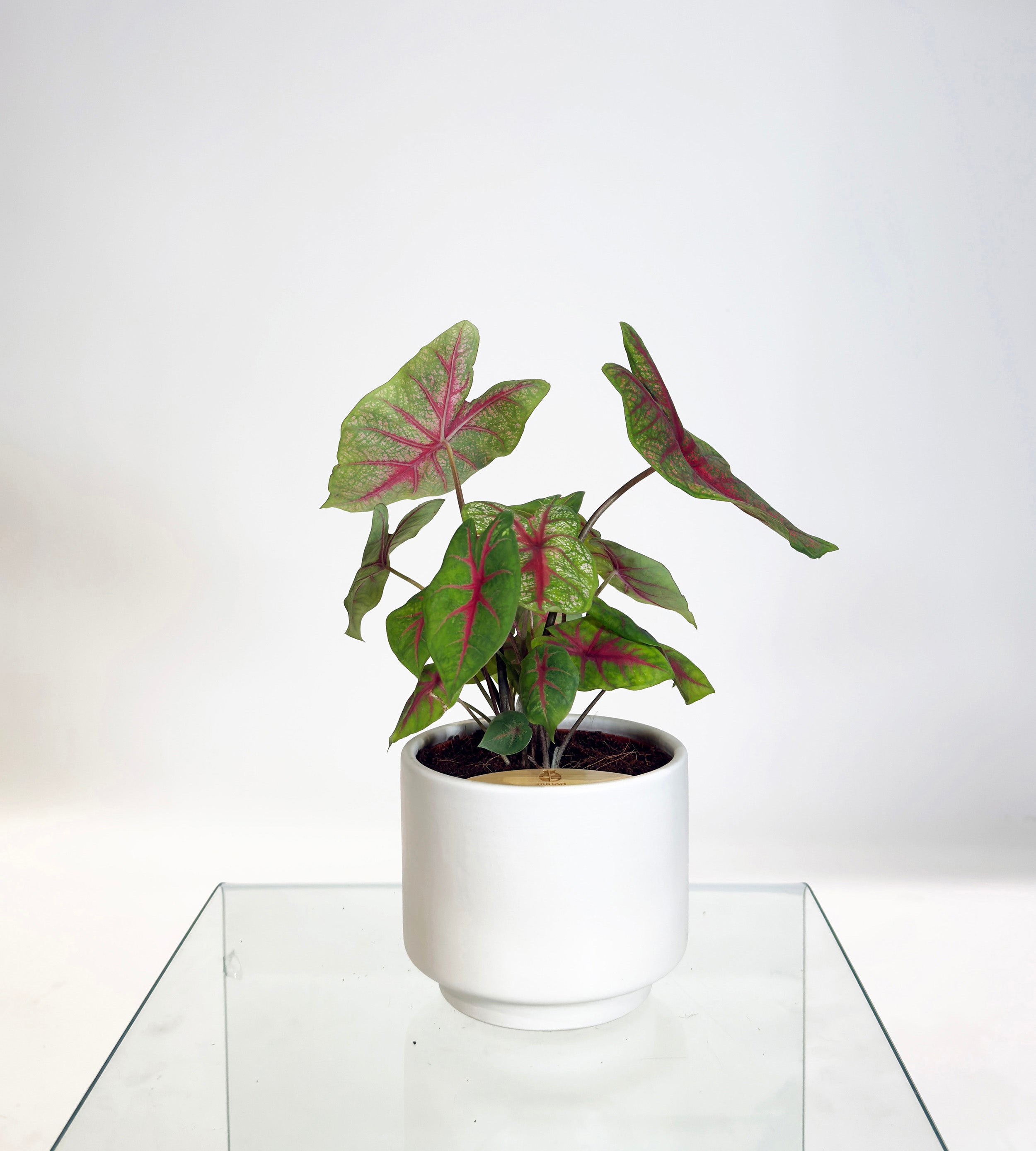 [PRE ORDER] Caladium Bicolor in a handmade ceramic pot, a vibrant self watering indoor plant with colorful heart-shaped leaves.