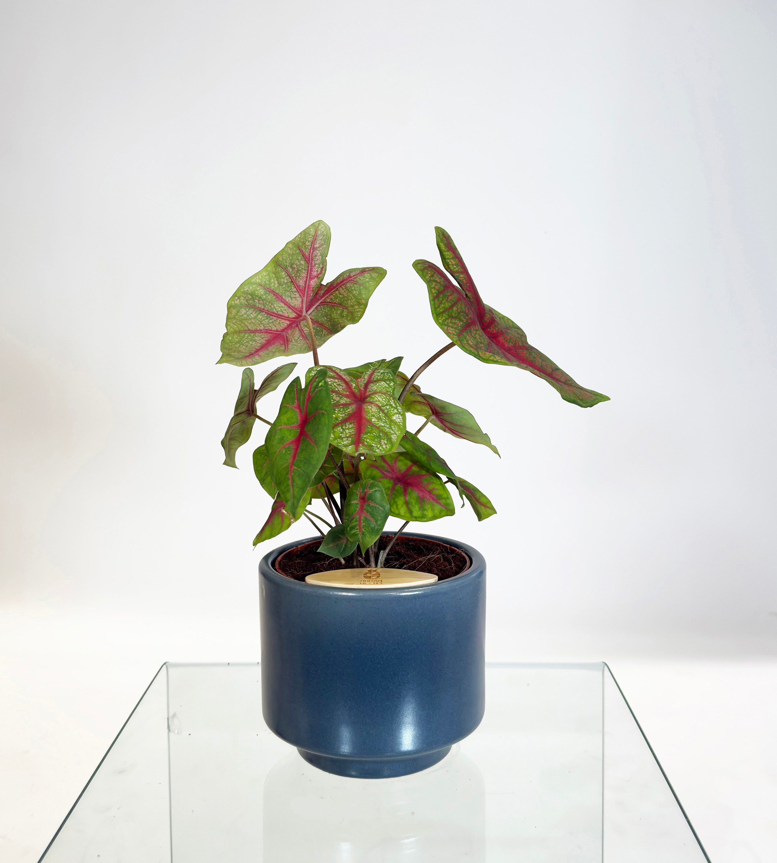 [PRE ORDER] Caladium Bicolor in a handmade ceramic pot, a self watering indoor plant with vibrant, colorful leaves.
