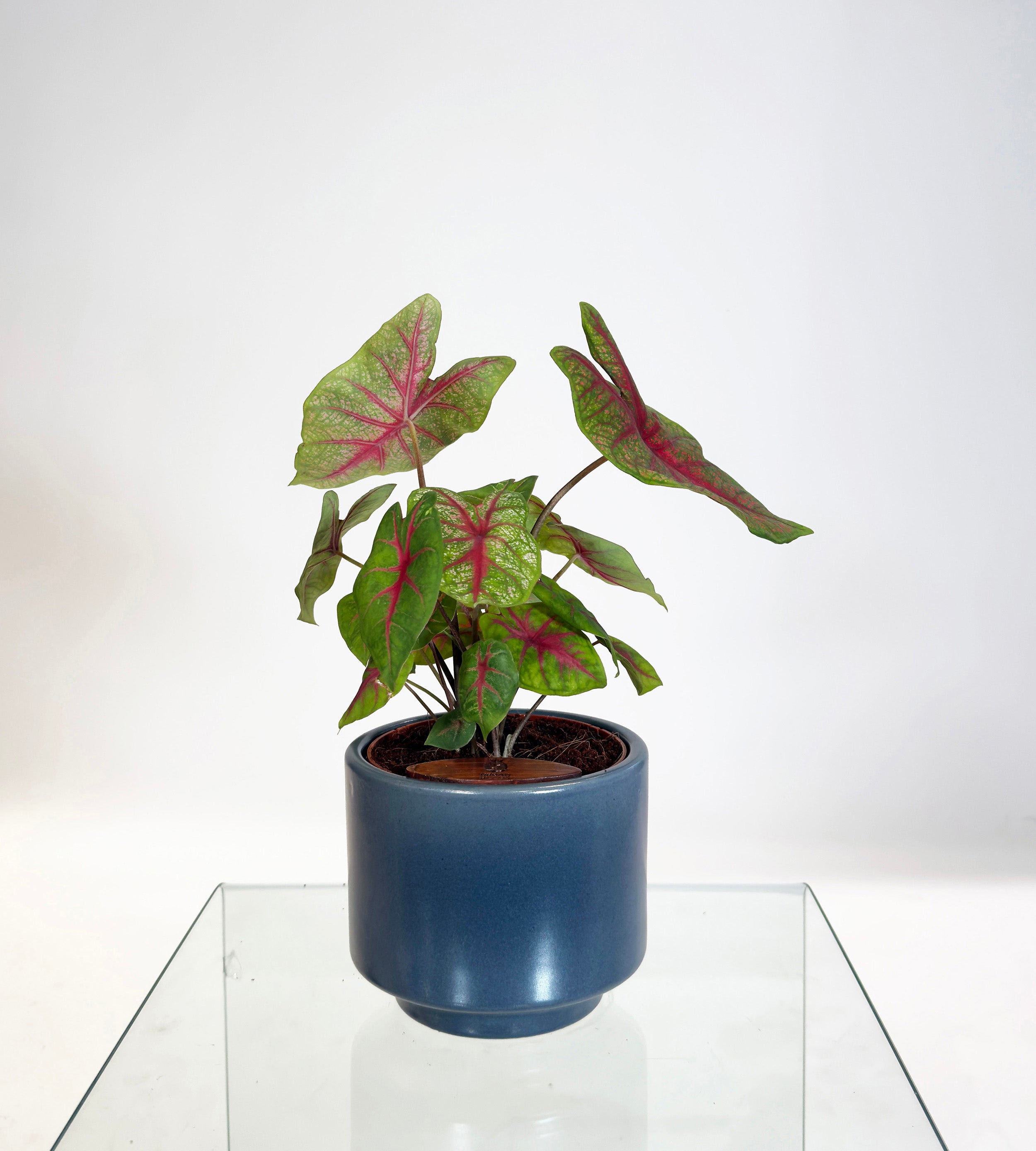 [PRE ORDER] Caladium Bicolor in a handmade ceramic pot, vibrant self watering indoor plant with heart-shaped leaves.