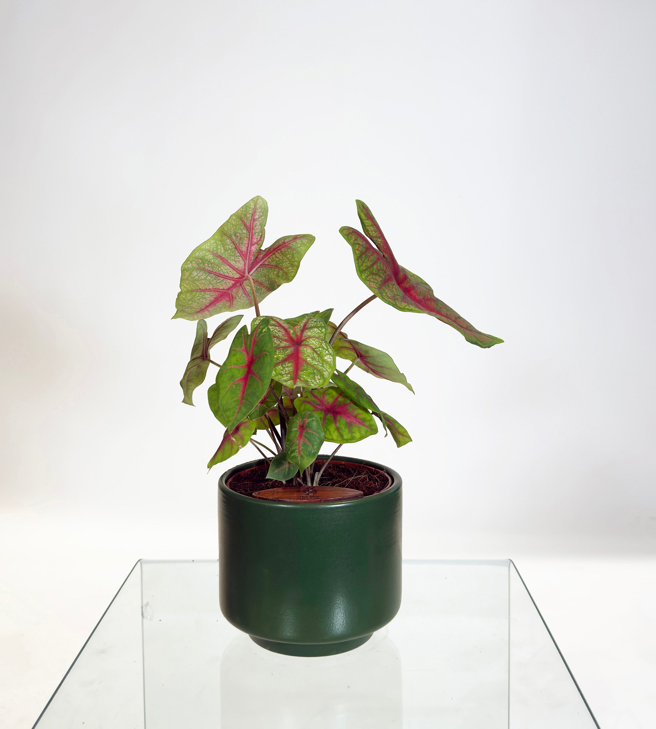 [PRE ORDER] Caladium Bicolor in a handmade ceramic pot, vibrant self watering indoor plant with heart-shaped leaves.