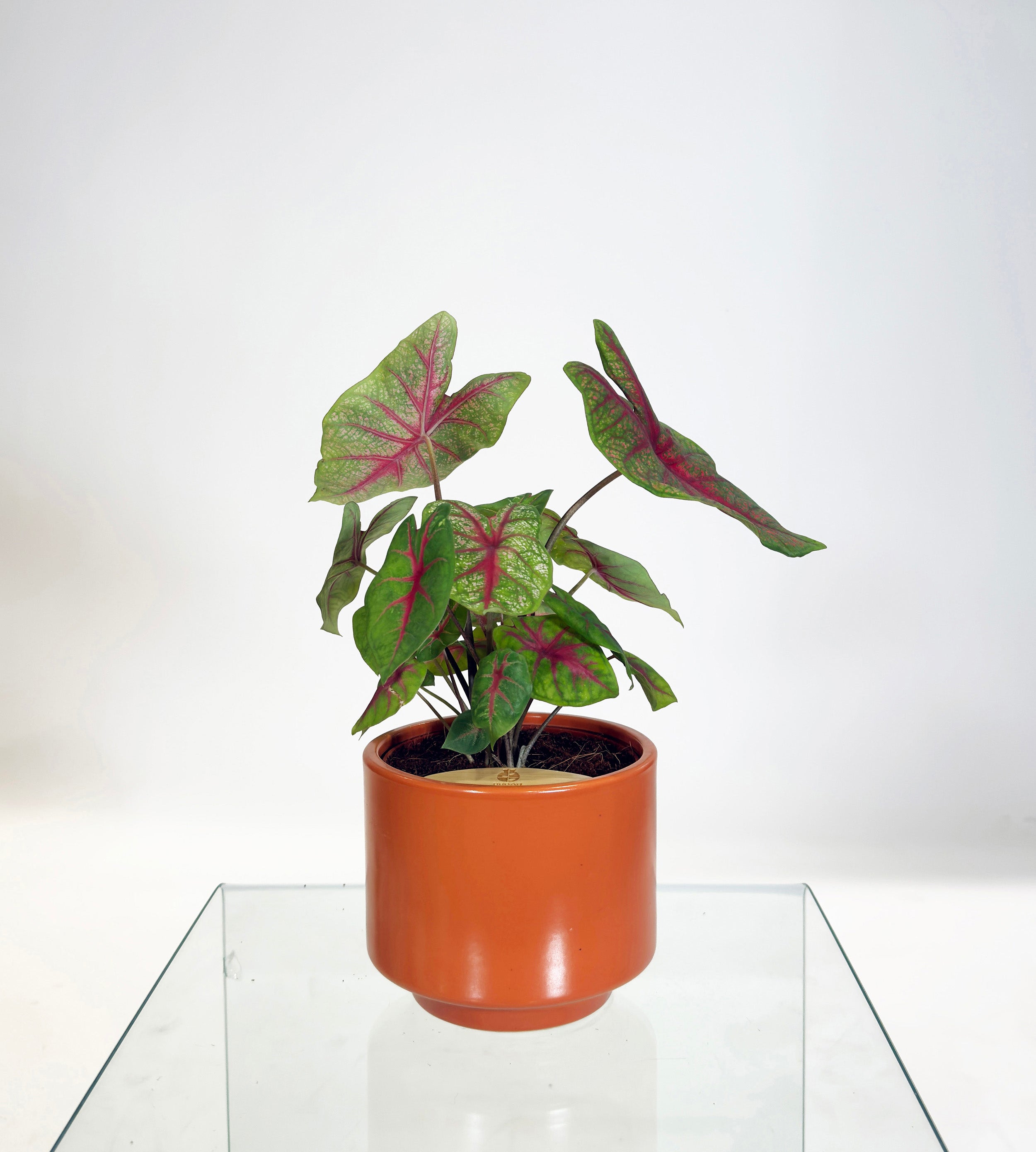 [PRE ORDER] Caladium Bicolor in a handmade ceramic pot, a self watering indoor plant with vibrant heart-shaped leaves.