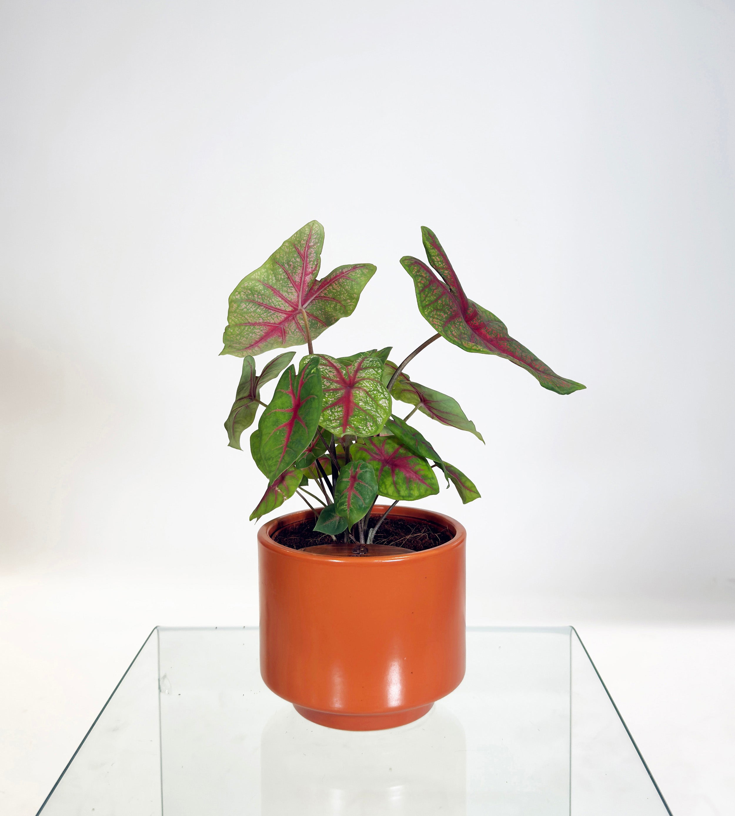 [PRE ORDER] Caladium Bicolor in a handmade ceramic pot, showcasing vibrant heart-shaped leaves, perfect as a self watering indoor plant.