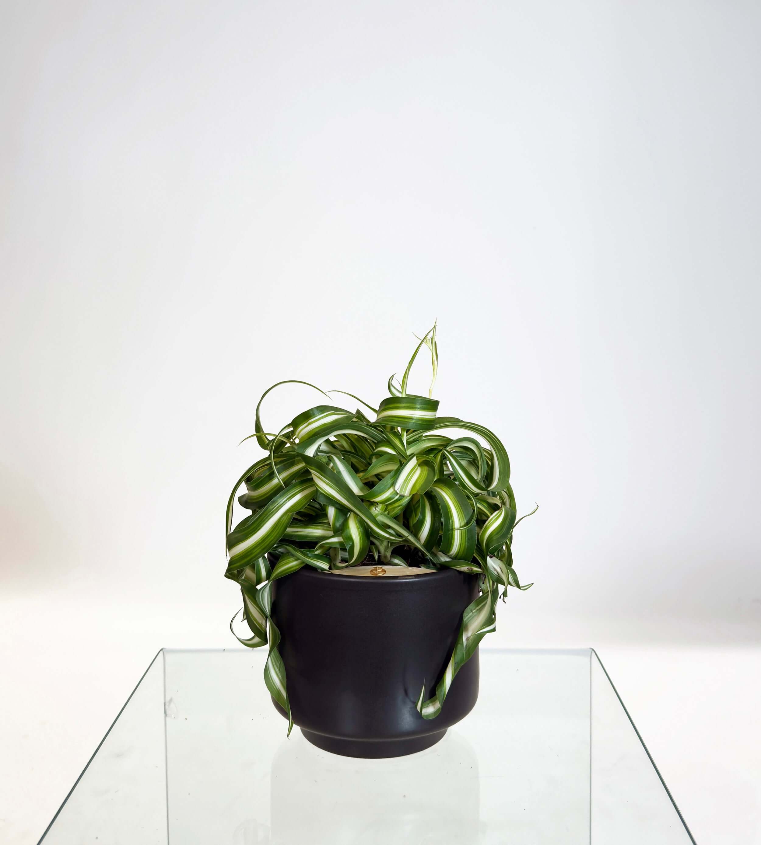 [PRE ORDER] Bonnie Spider Plant (Chlorophytum comosum) in handmade ceramic pot on display.