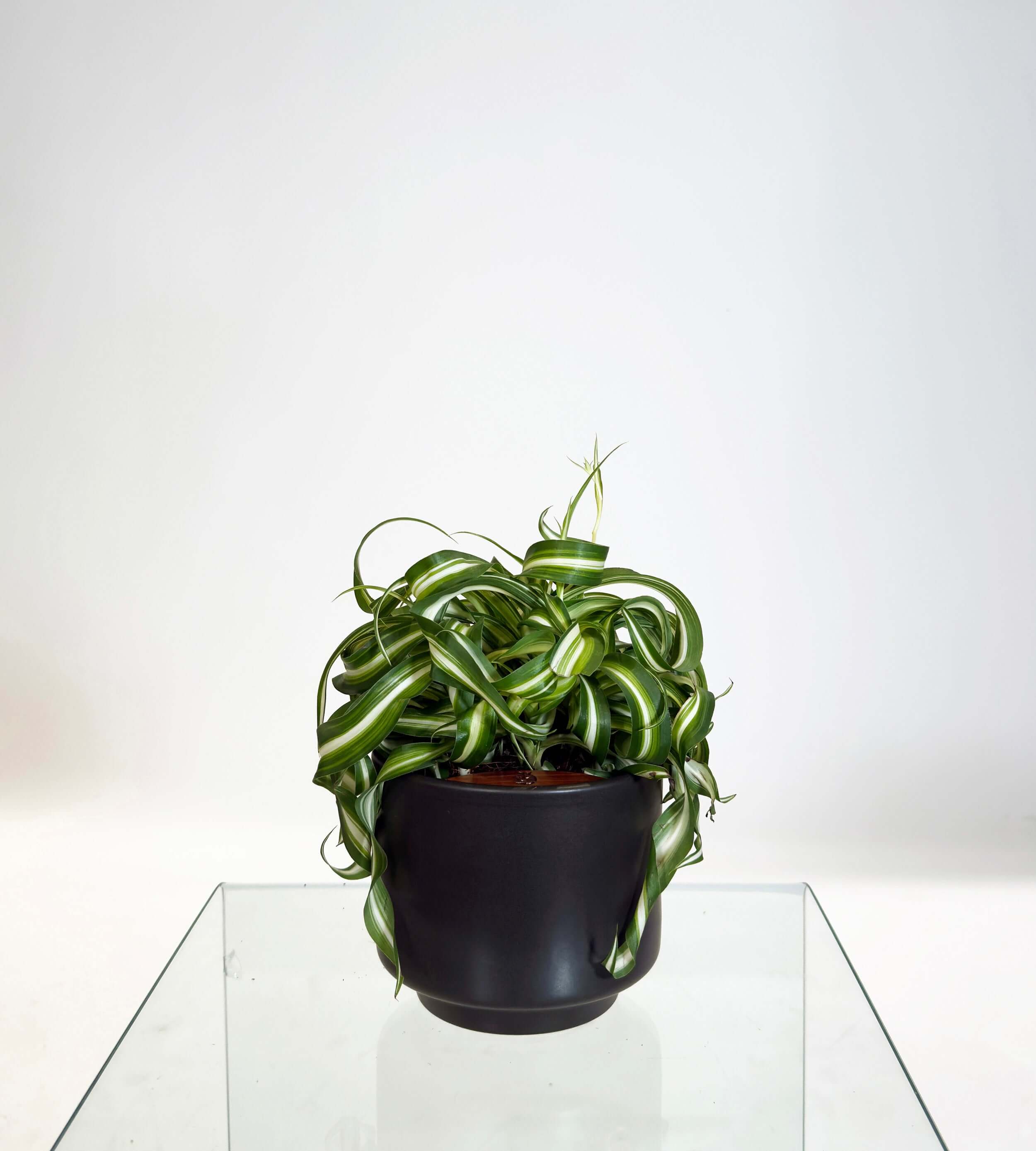 [PRE ORDER] Bonnie Spider Plant (Chlorophytum comosum) in a handmade ceramic pot, perfect self watering indoor plant.