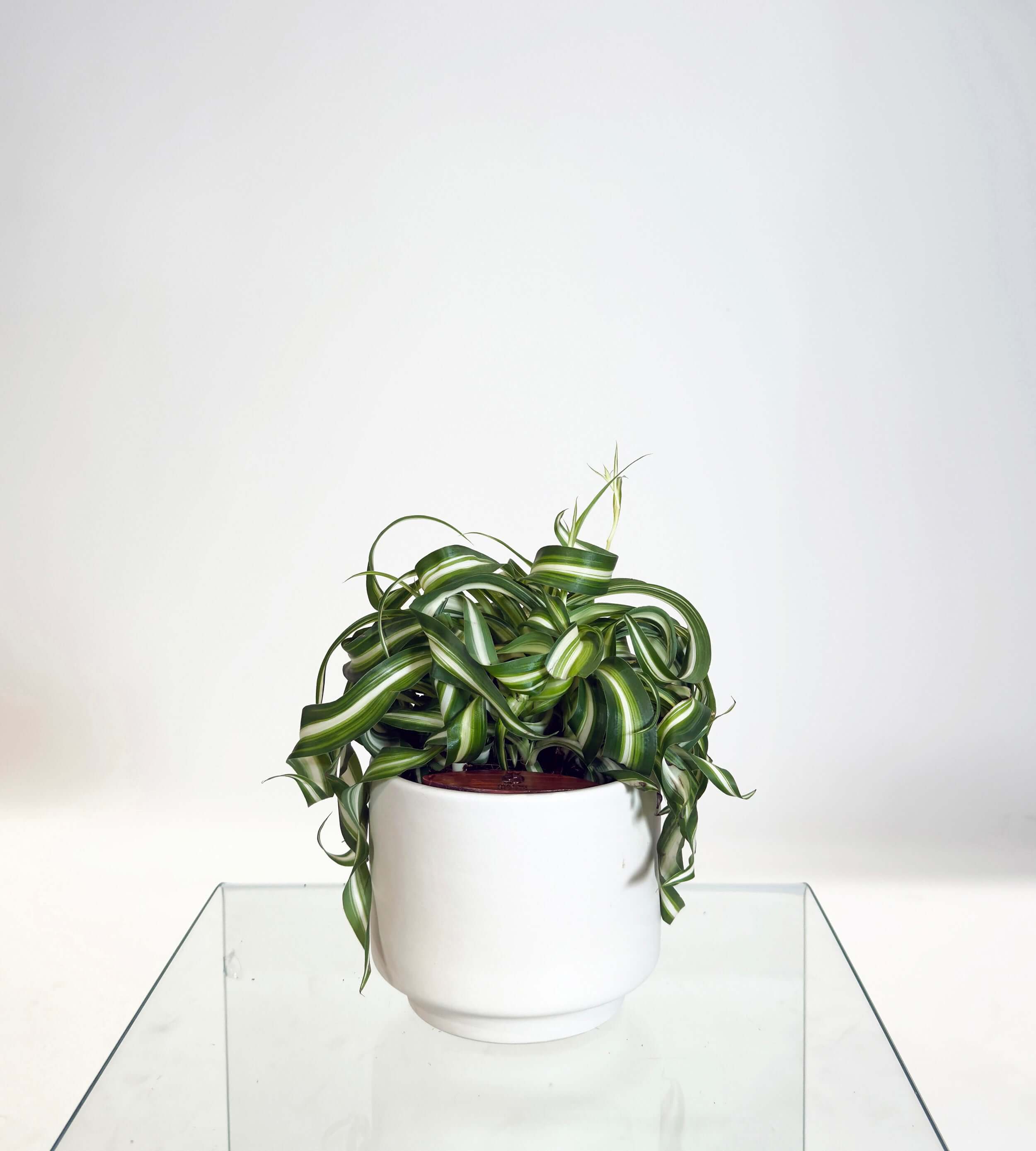 [PRE ORDER] Bonnie Spider Plant (Chlorophytum comosum) in handmade ceramic pot, showcasing its curly leaves.