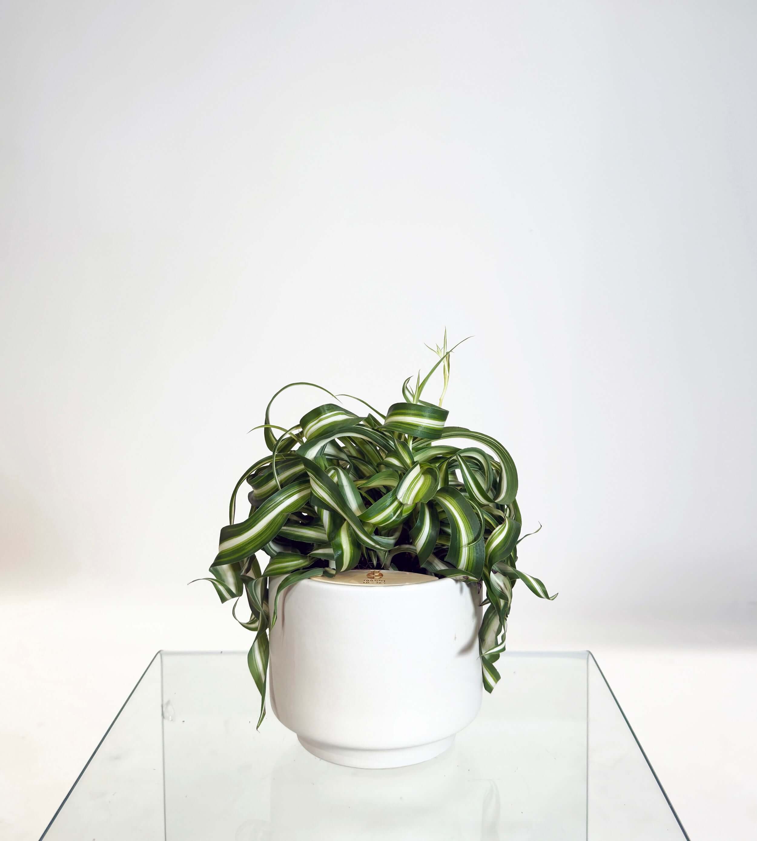 [PRE ORDER] Bonnie Spider Plant (Chlorophytum comosum) in a handmade ceramic pot on glass table.
