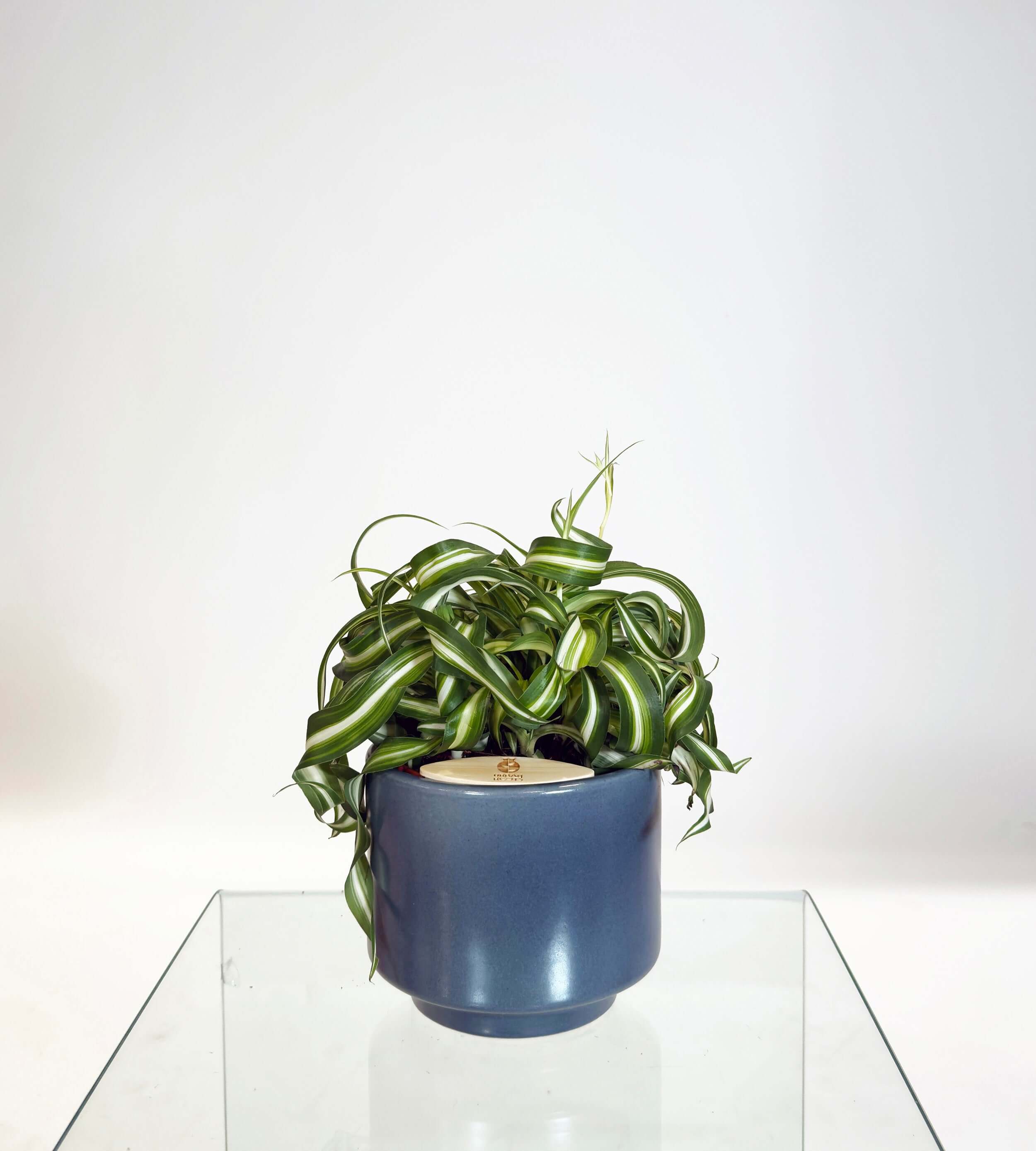 [PRE ORDER] Bonnie Spider Plant (Chlorophytum comosum) in a handmade ceramic pot on a glass table.