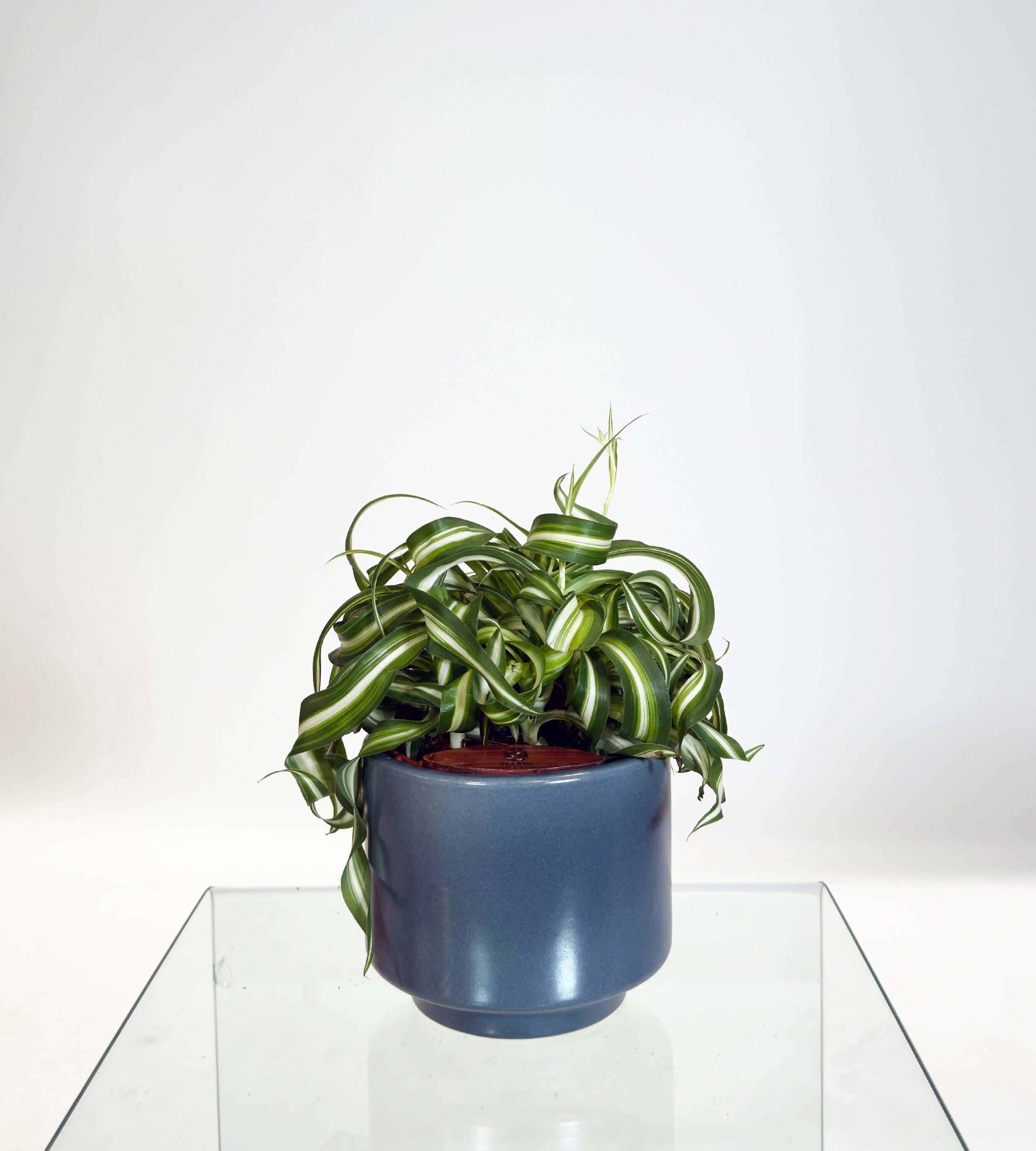 [PRE ORDER] Bonnie Spider Plant (Chlorophytum comosum) in a handmade ceramic pot on a glass table.