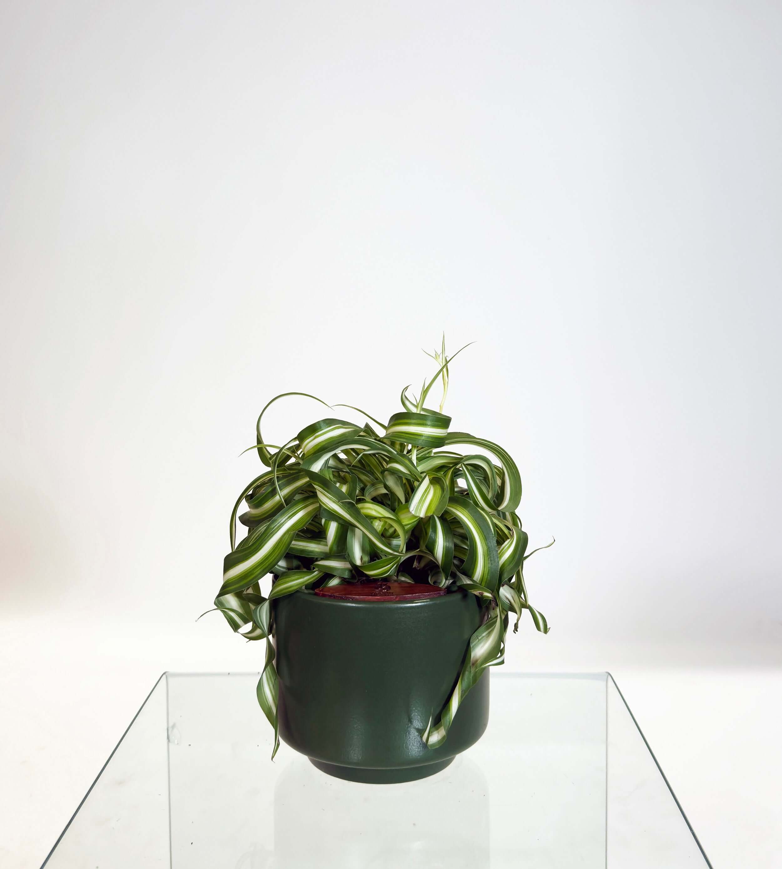 [PRE ORDER] Bonnie Spider Plant (Chlorophytum comosum) in a handmade ceramic pot with curly leaves.