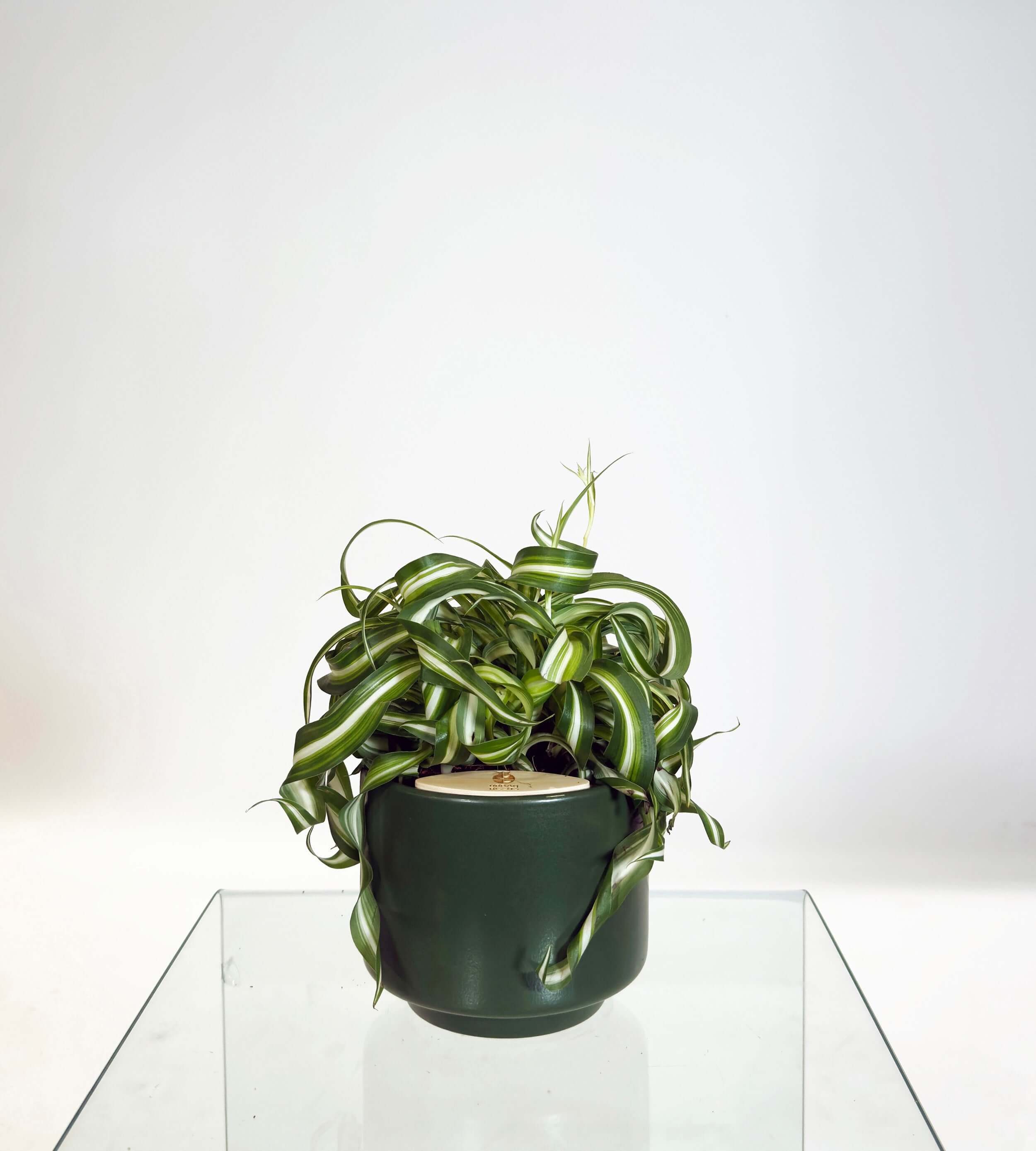 [PRE ORDER] Bonnie Spider Plant (Chlorophytum comosum) in handmade ceramic pot, showcasing its curly green leaves.