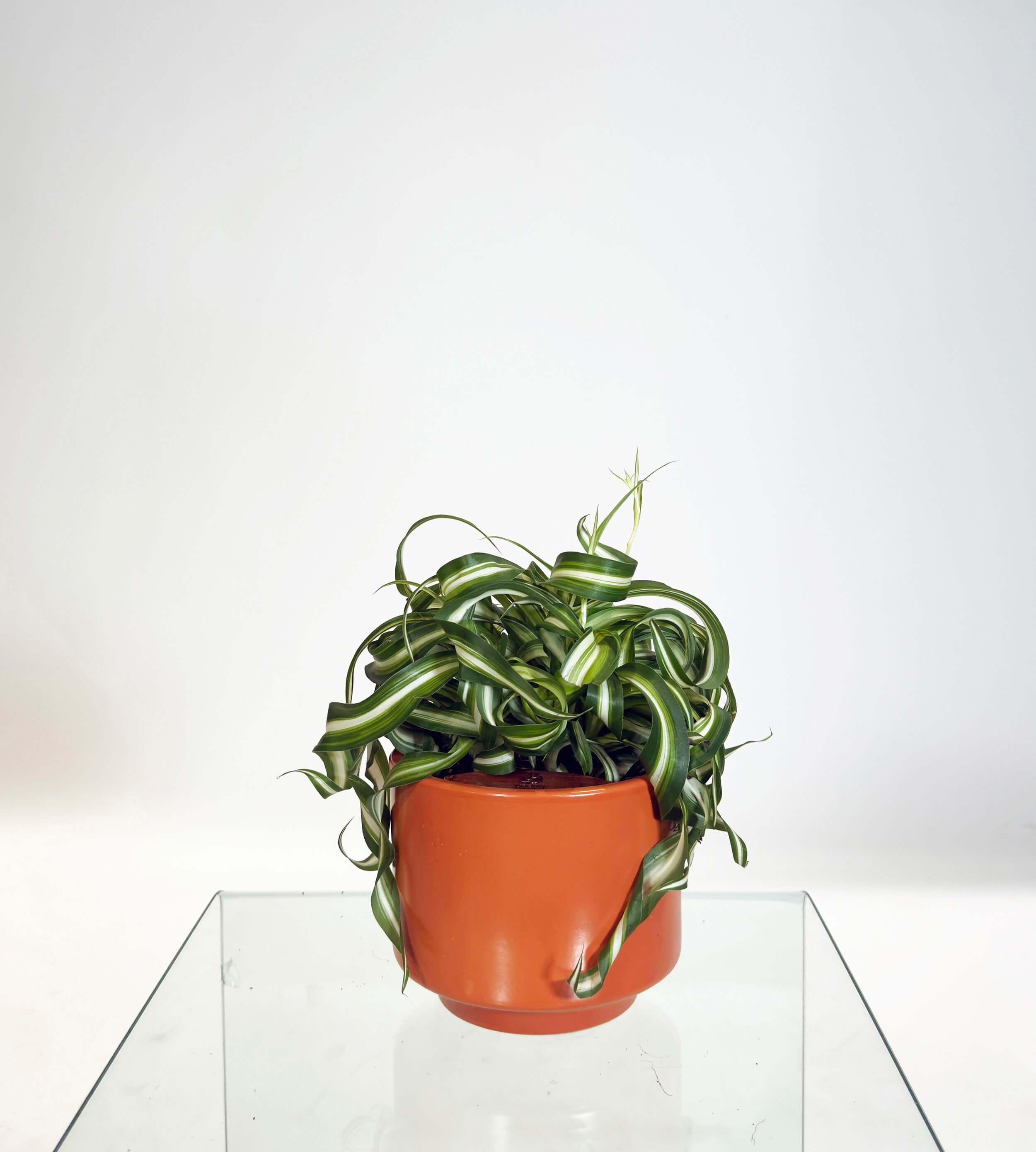 [PRE ORDER] Bonnie Spider Plant (Chlorophytum comosum) in a handmade ceramic pot, showcasing its curly green leaves.