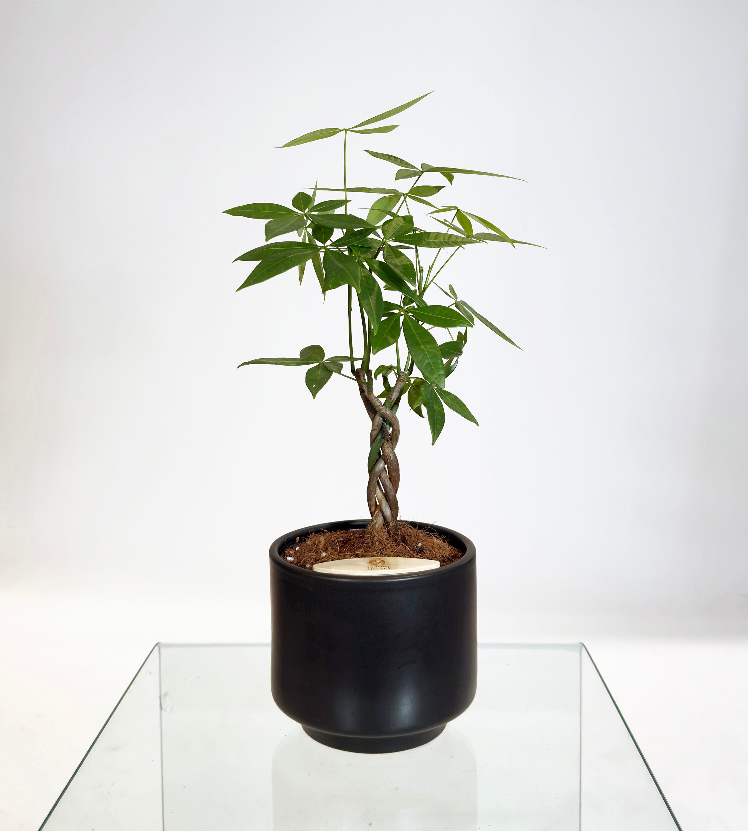 [PRE ORDER] Money Tree in Haku pot (Pachira Aquatica)