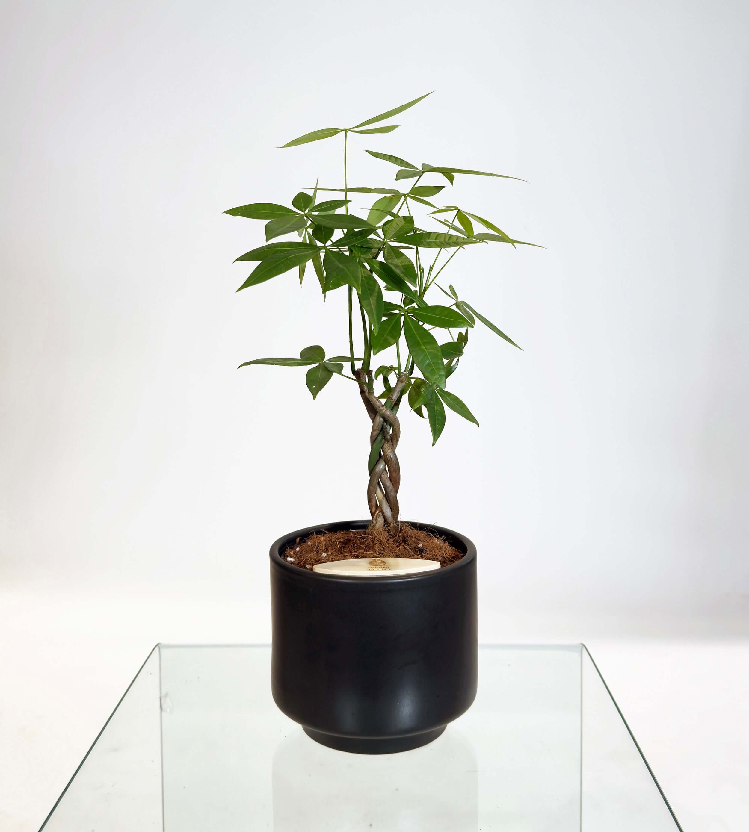 [PRE ORDER] Money Tree (Pachira Aquatica) in a handmade ceramic pot, self watering indoor plant, on a glass table.