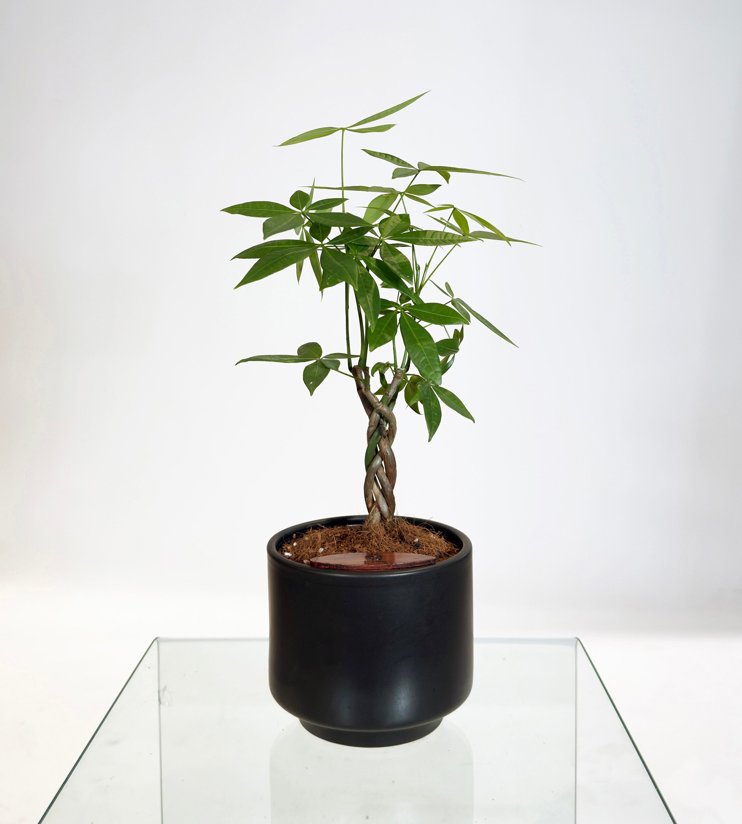 [PRE ORDER] Money Tree in Haku pot (Pachira Aquatica)
