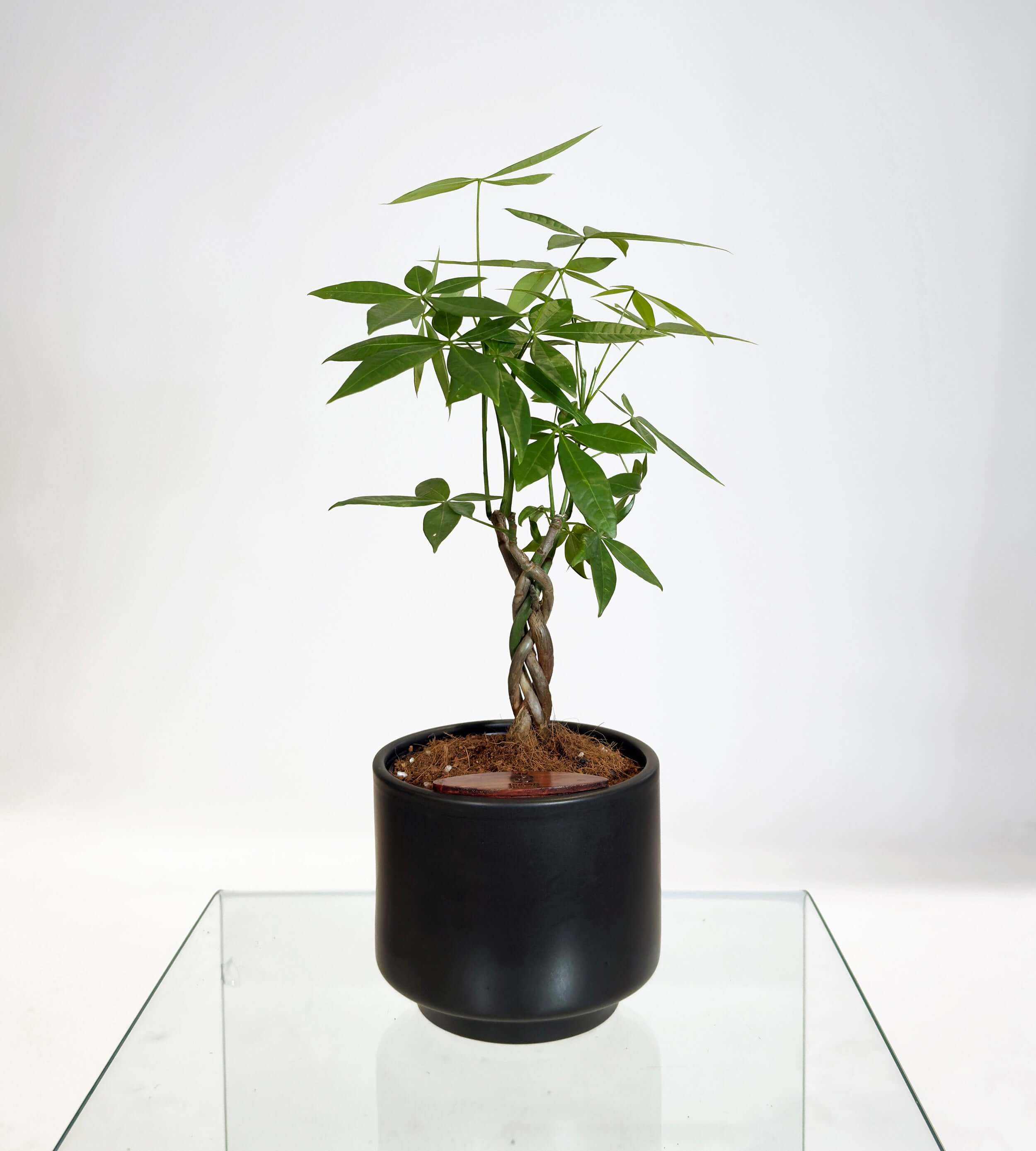 [PRE ORDER] Money Tree (Pachira Aquatica) in handmade ceramic self watering pot, ideal indoor plant for prosperity.