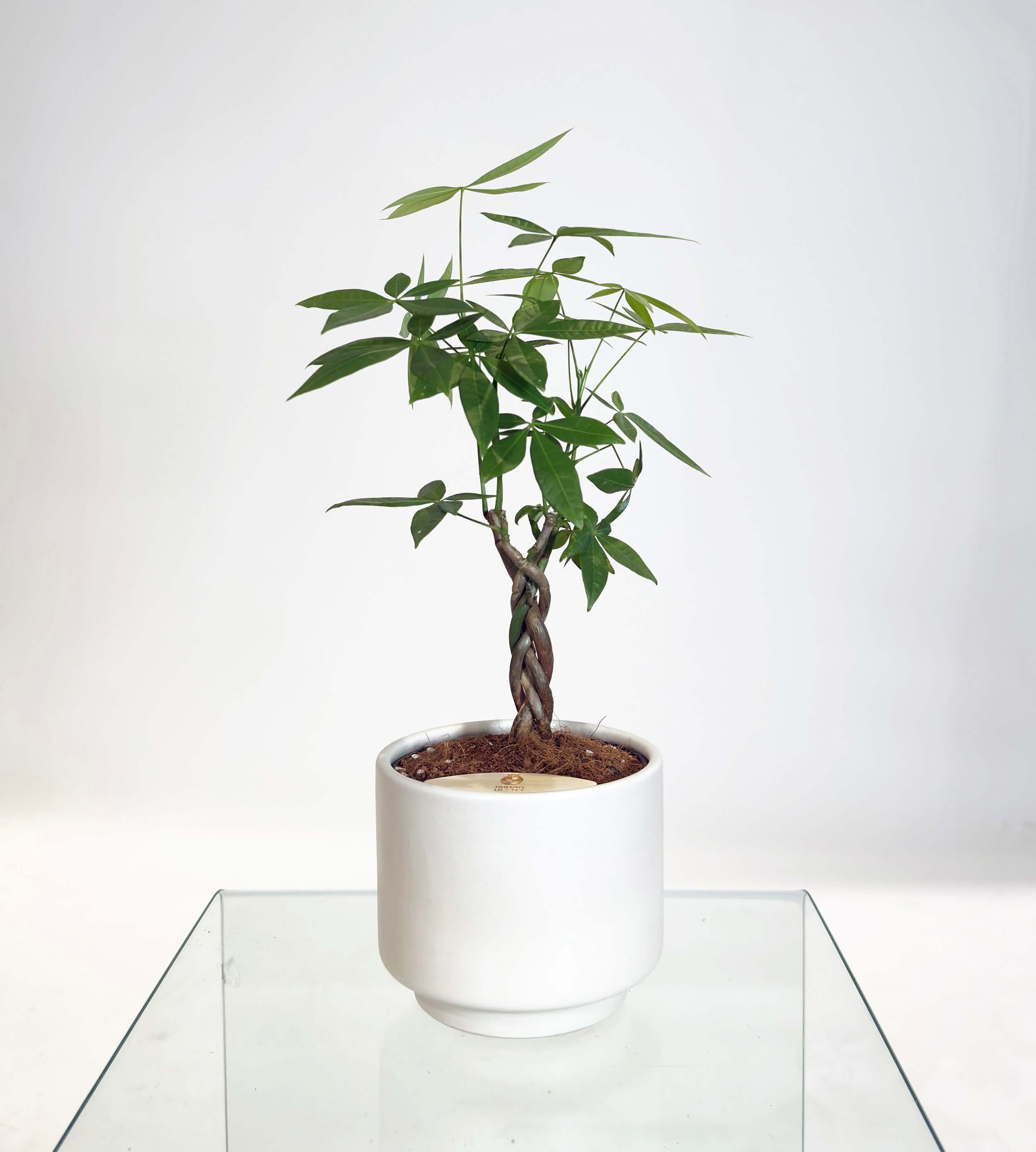 [PRE ORDER] Money Tree (Pachira Aquatica) in a handmade ceramic pot, featuring a self watering design for easy care.