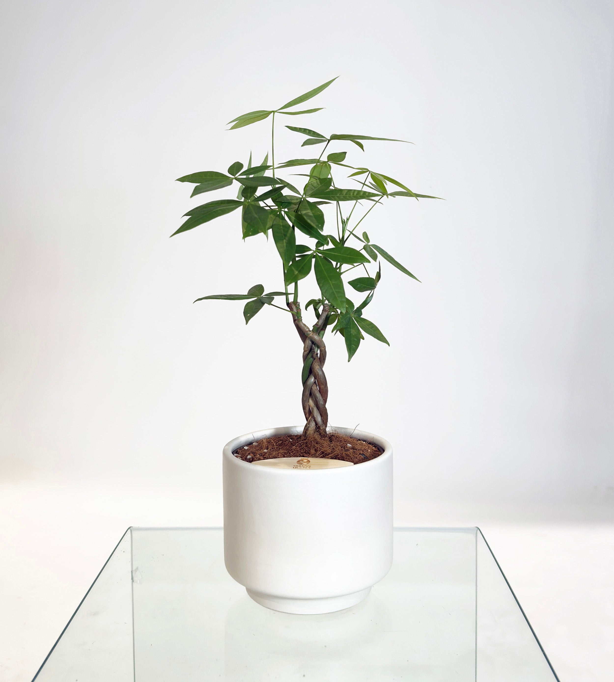 [PRE ORDER] Money Tree in Haku pot (Pachira Aquatica)