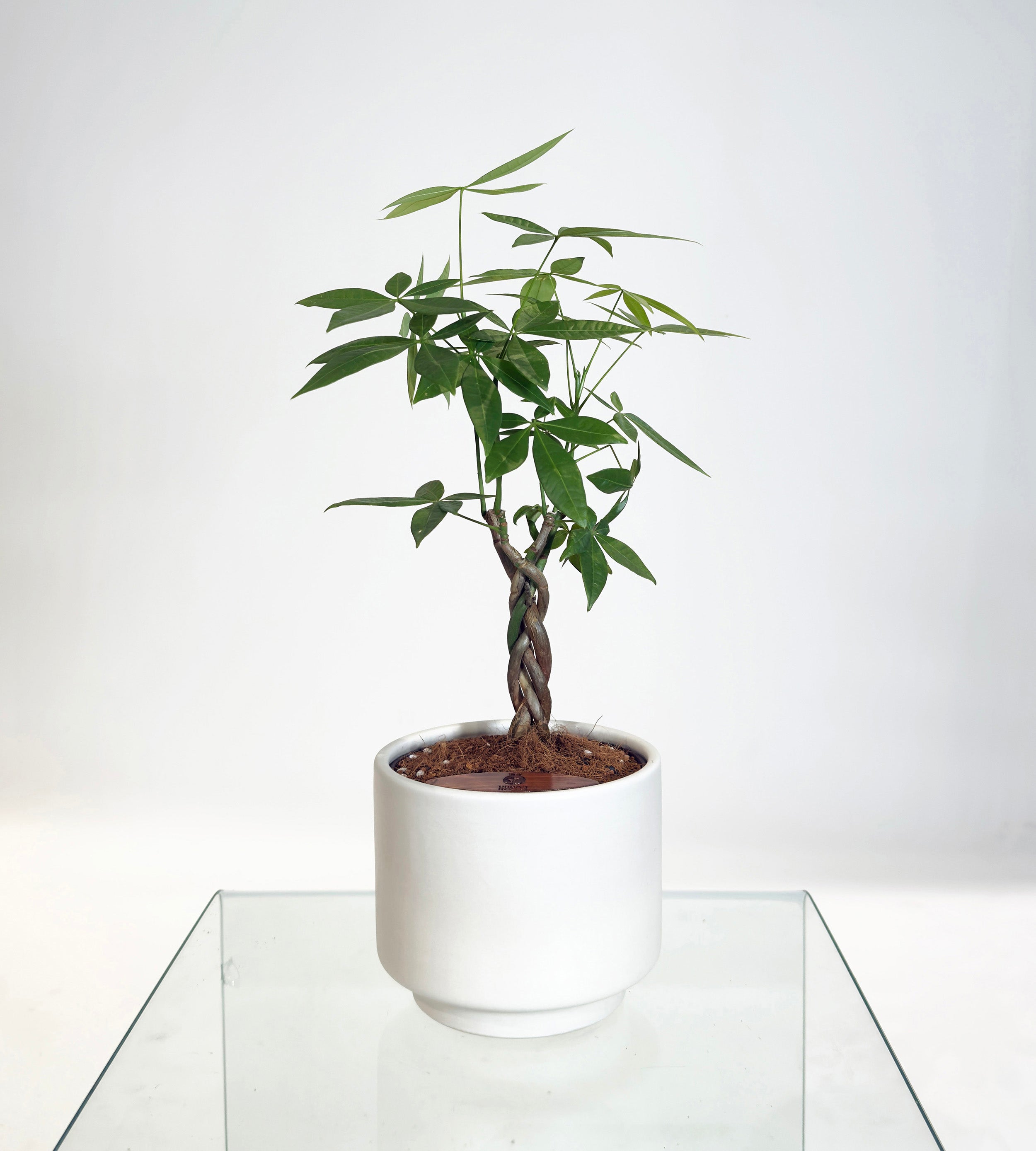 [PRE ORDER] Money Tree in Haku pot (Pachira Aquatica)
