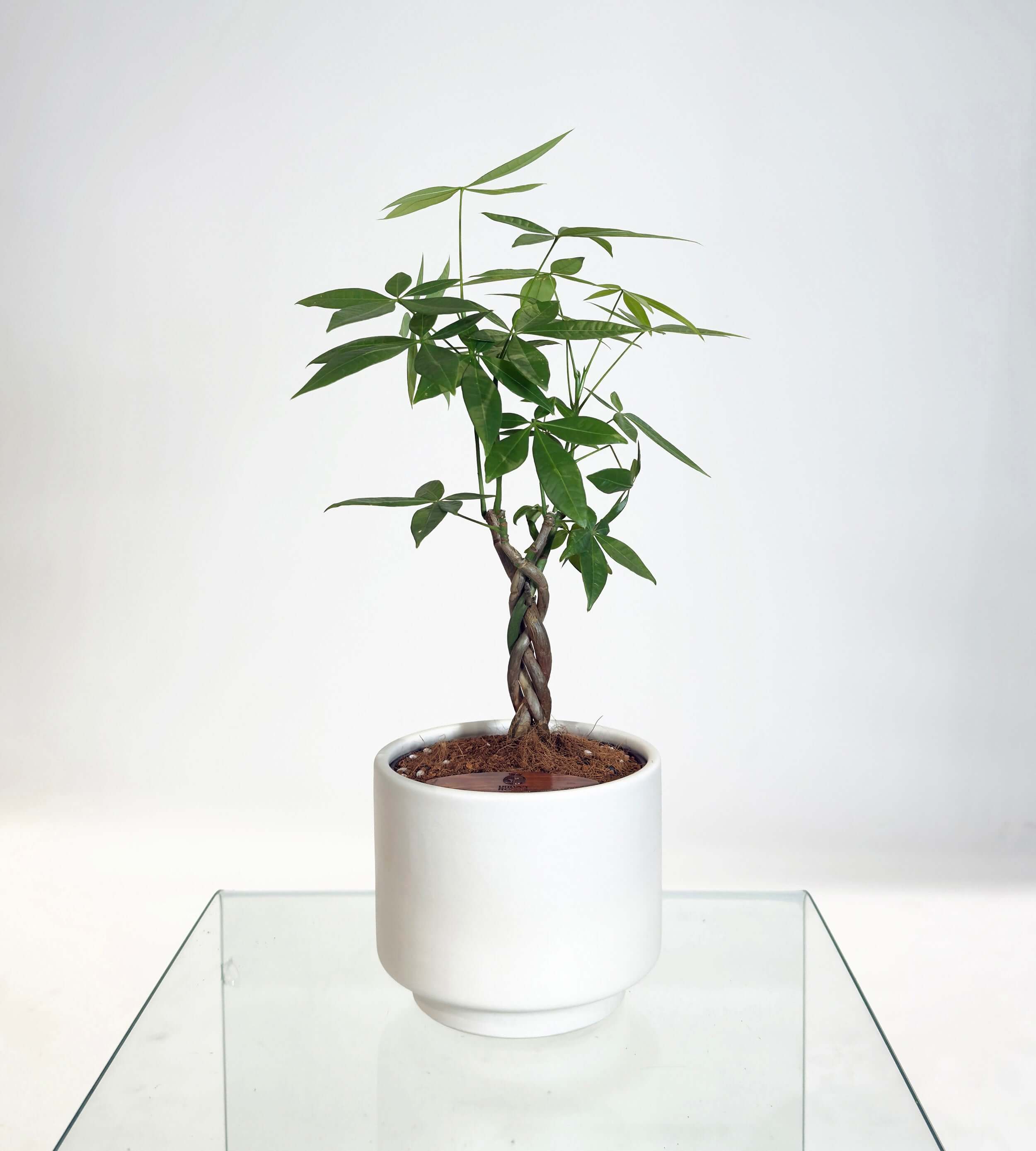PRE ORDER Money Tree (Pachira Aquatica) in handmade self watering ceramic pot