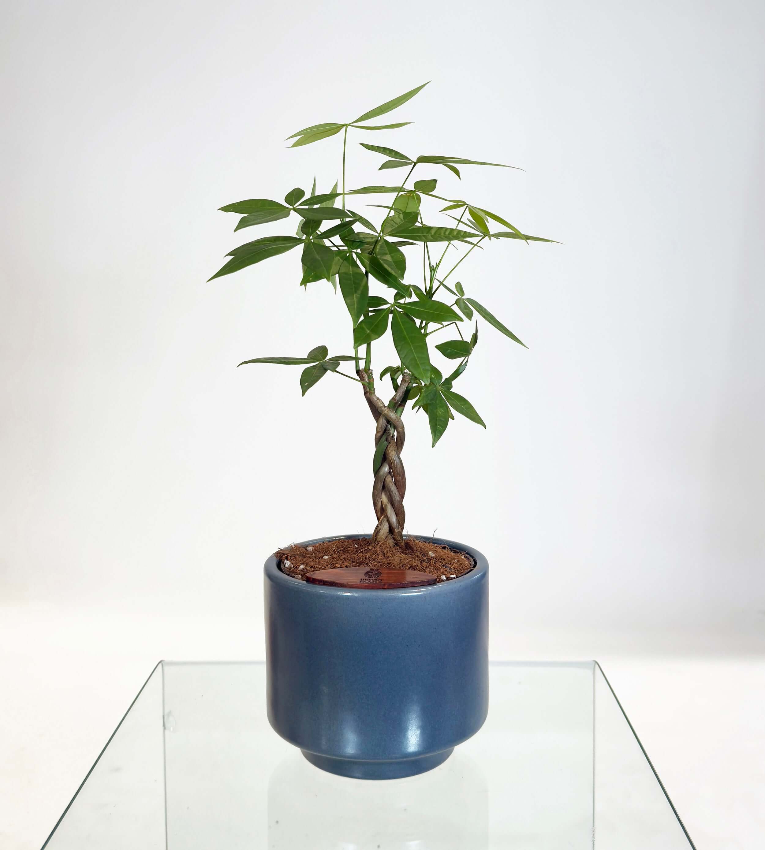 [PRE ORDER] Money Tree (Pachira Aquatica) in a handmade ceramic self watering pot.