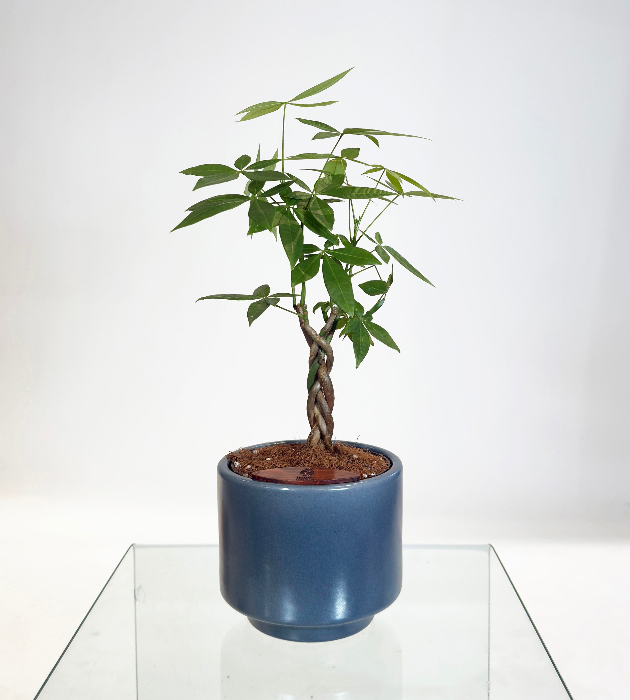 [PRE ORDER] Money Tree in Haku pot (Pachira Aquatica)