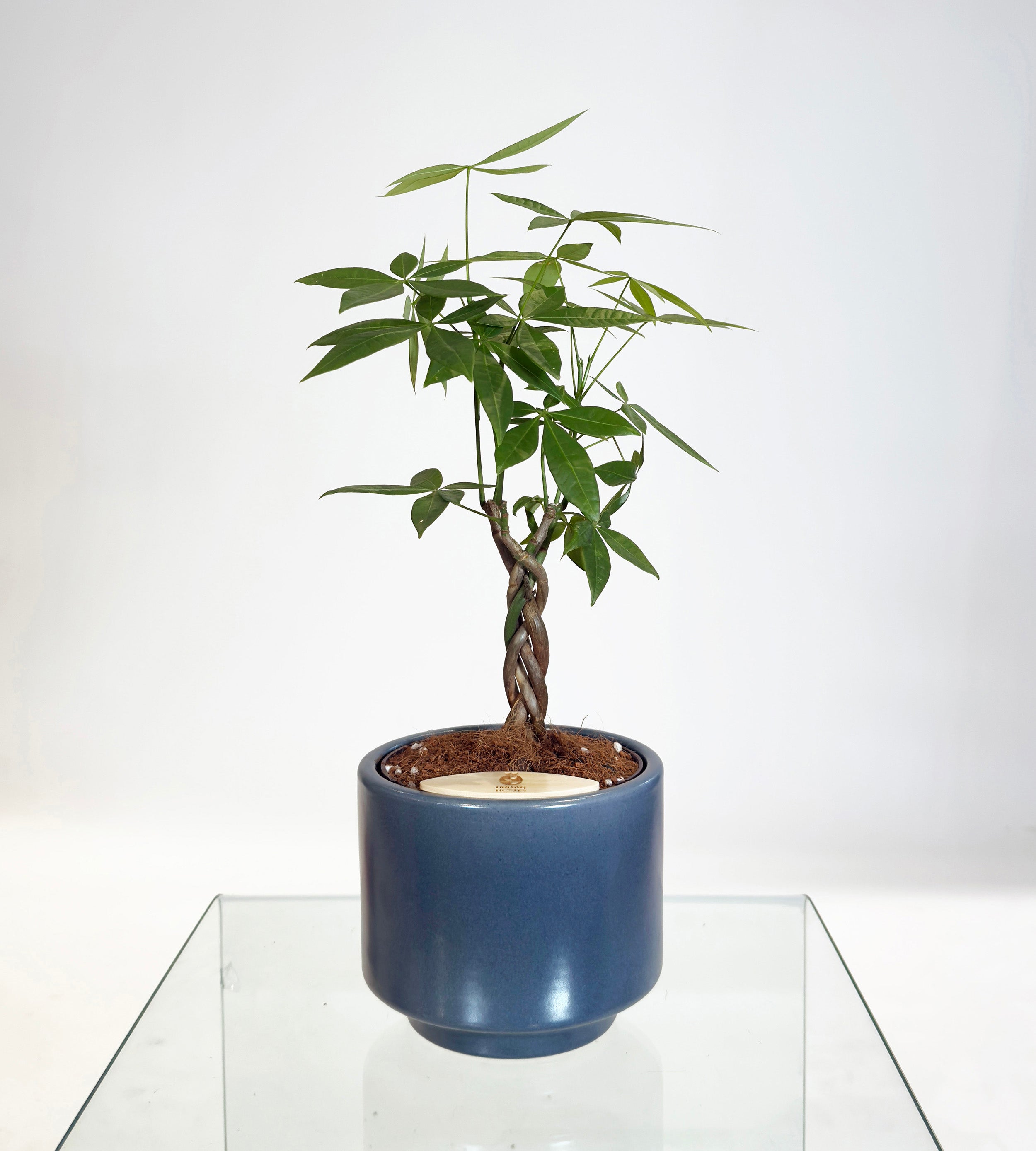 [PRE ORDER] Money Tree in Haku pot (Pachira Aquatica)