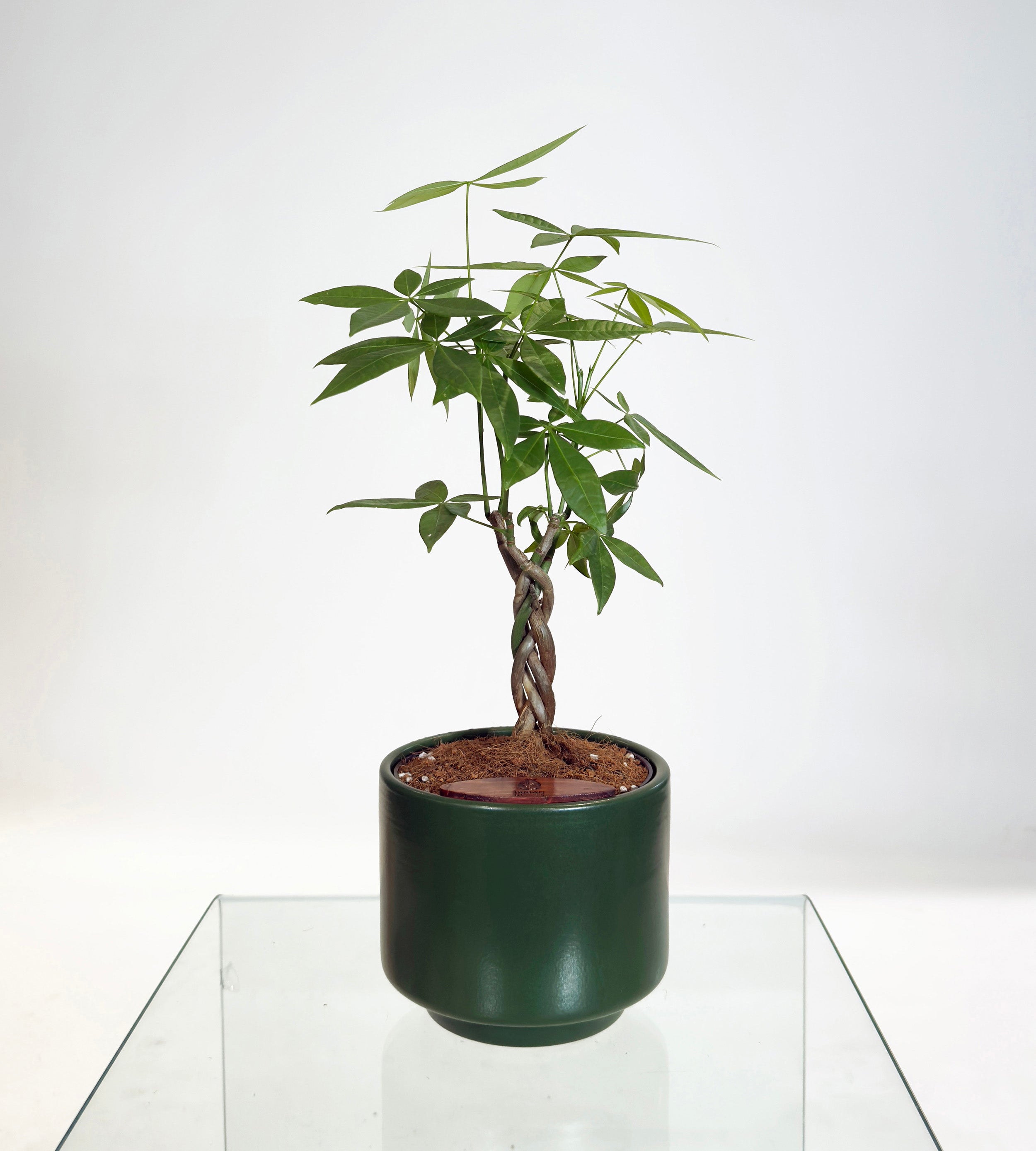 [PRE ORDER] Money Tree in Haku pot (Pachira Aquatica)