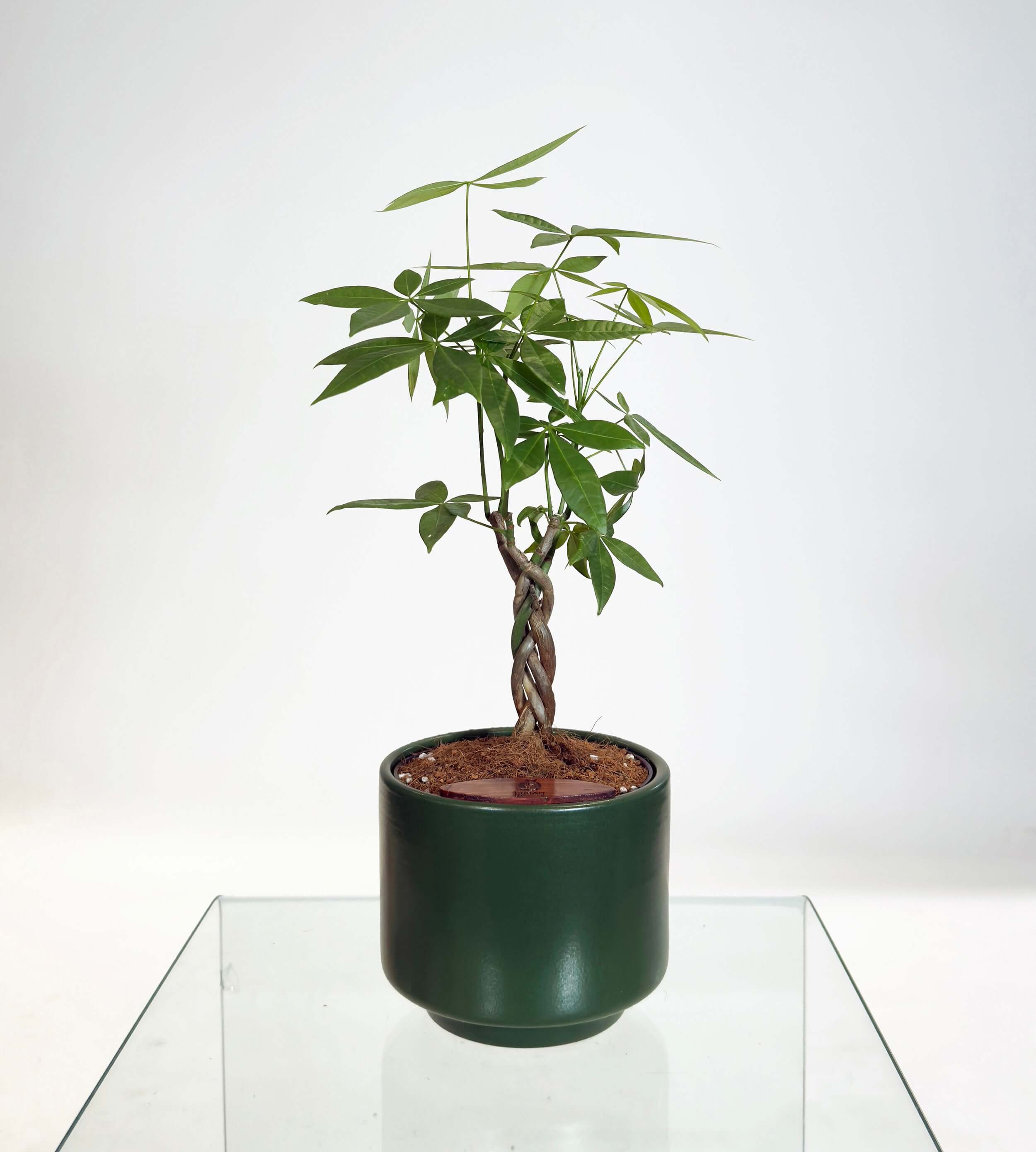 [PRE ORDER] Money Tree (Pachira Aquatica) in a self watering handmade ceramic pot.